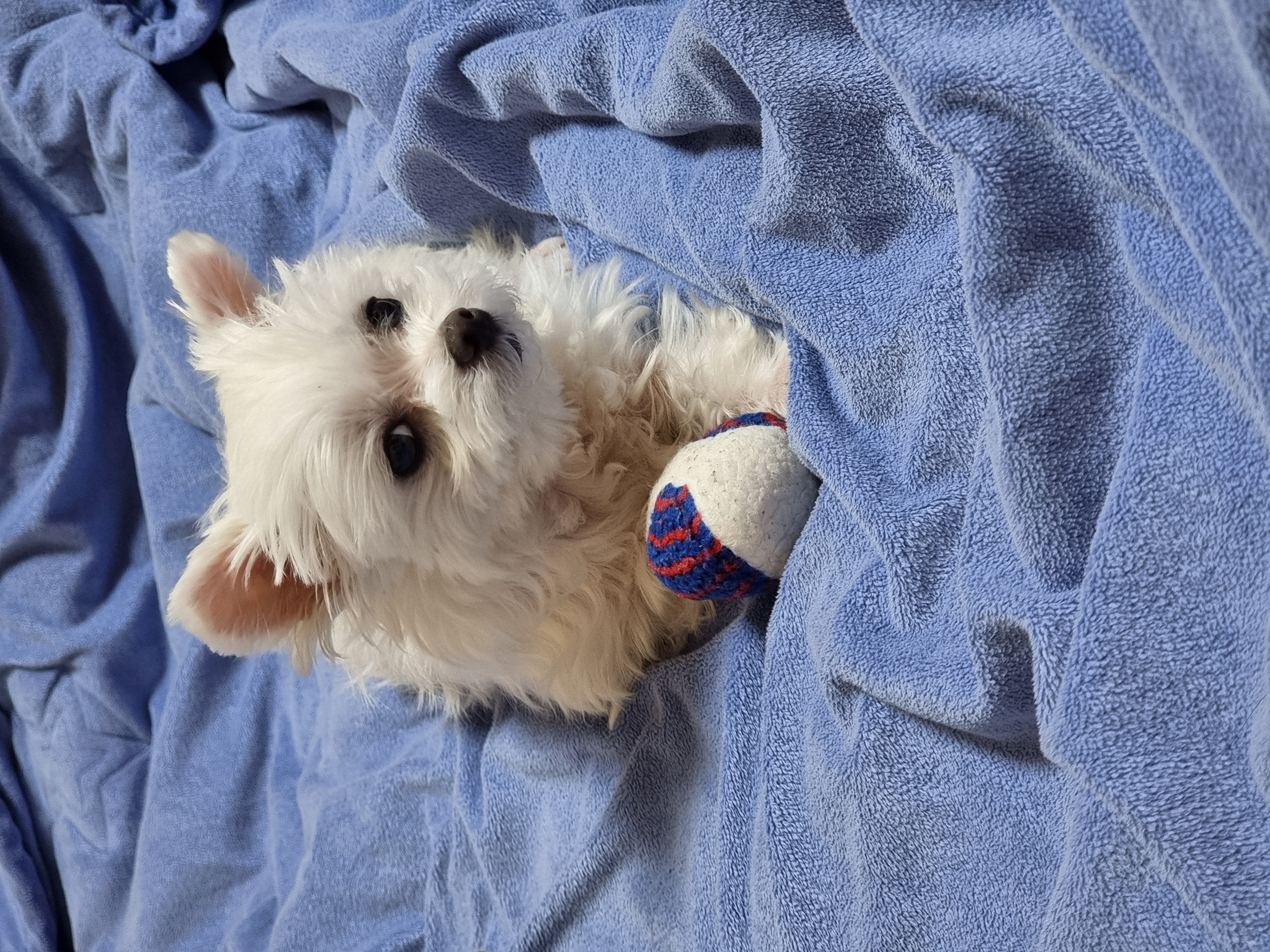 다림이(문송이/양구32) 입양전제 임보 한달 후기 