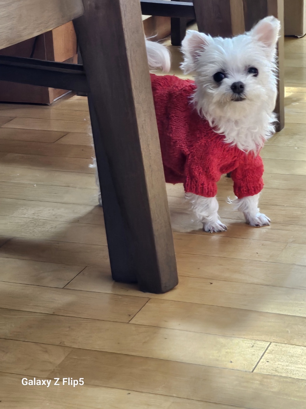 다림이(문송이/양구32) 입양전제 임보 한달 후기 