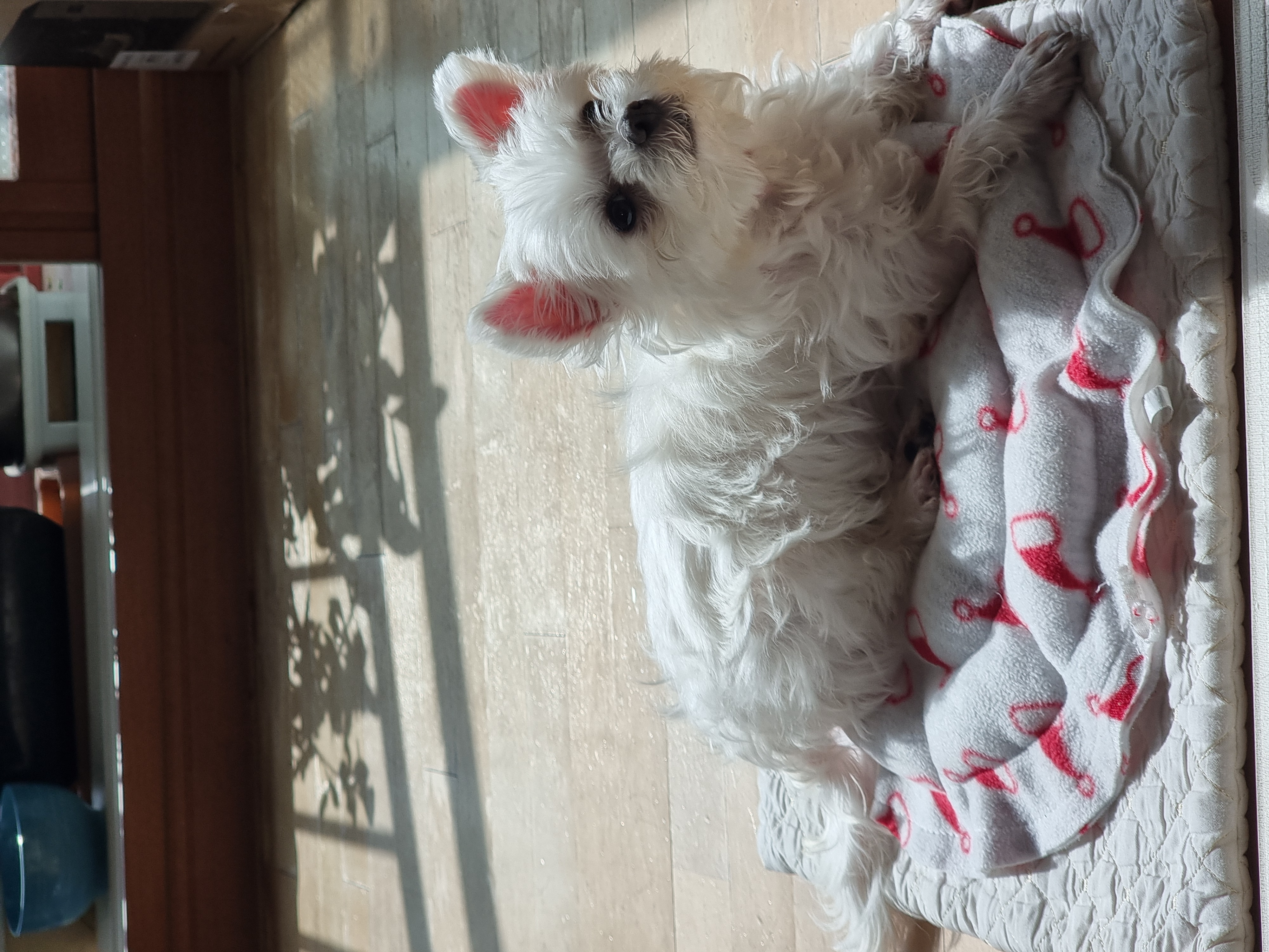 다림이(문송이/양구32) 입양전제 임보 한달 후기 