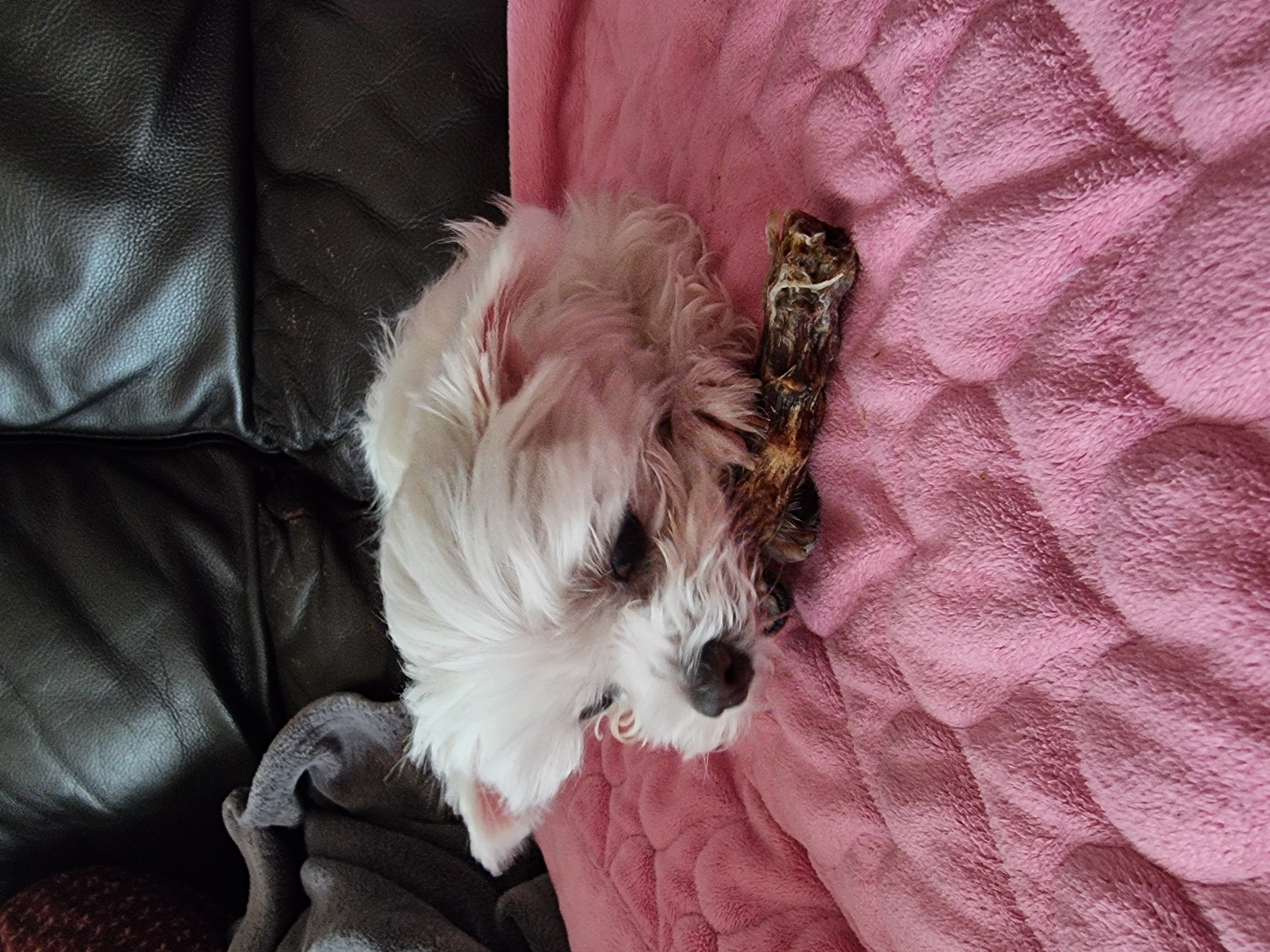 다림이(문송이/양구32) 입양전제 임보 한달 후기 