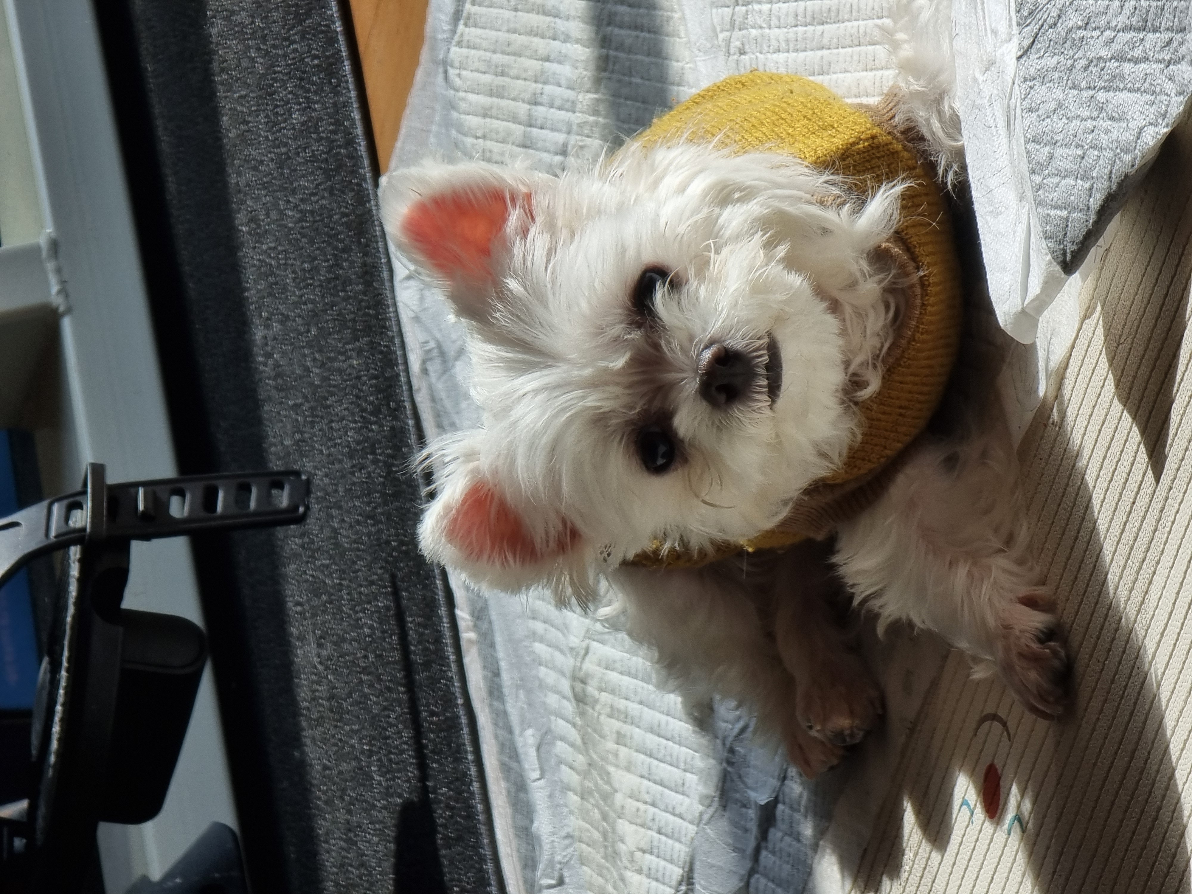 다림이(문송이/양구32) 입양전제 임보 한달 후기 