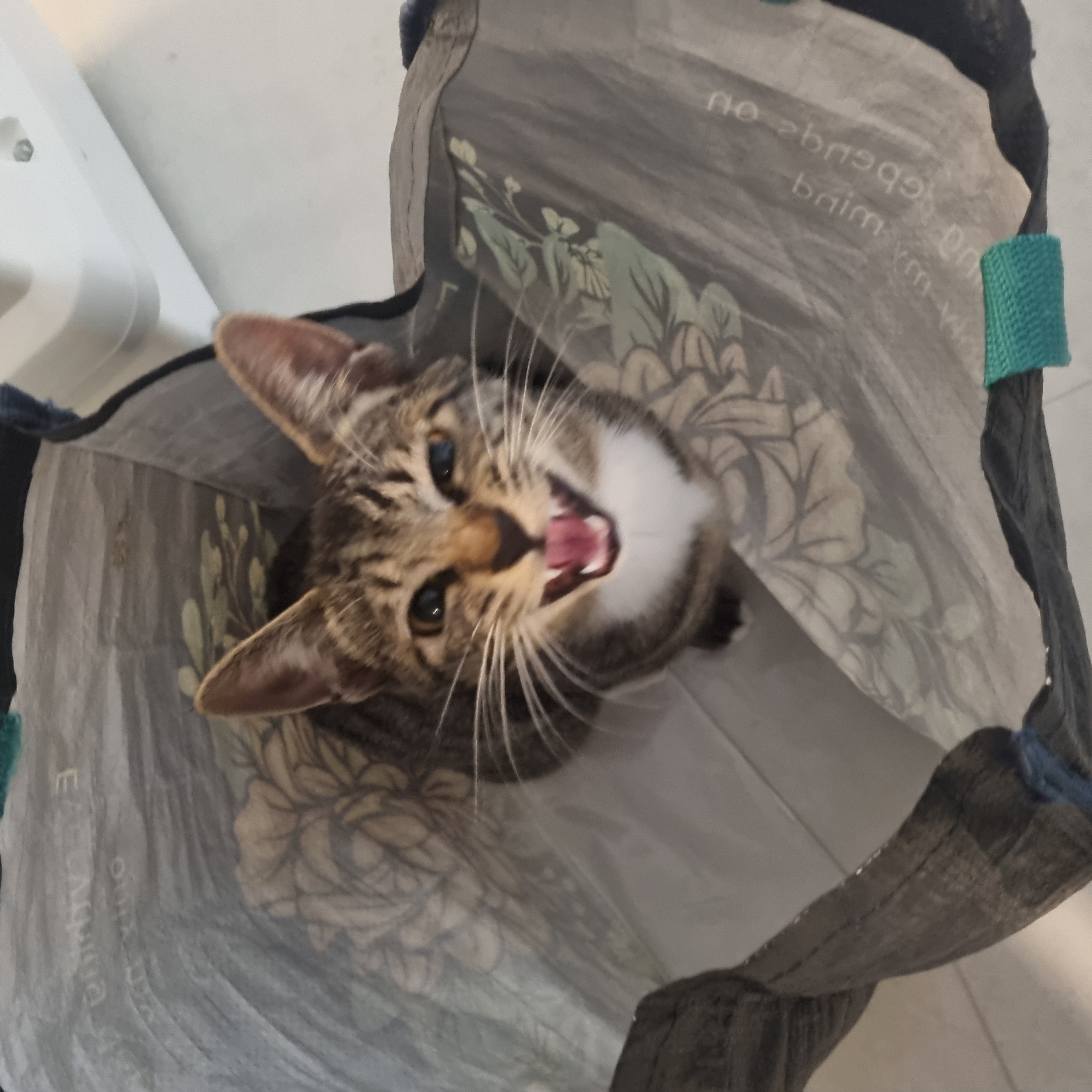 나린이 (현 다미)의 3달 적응기