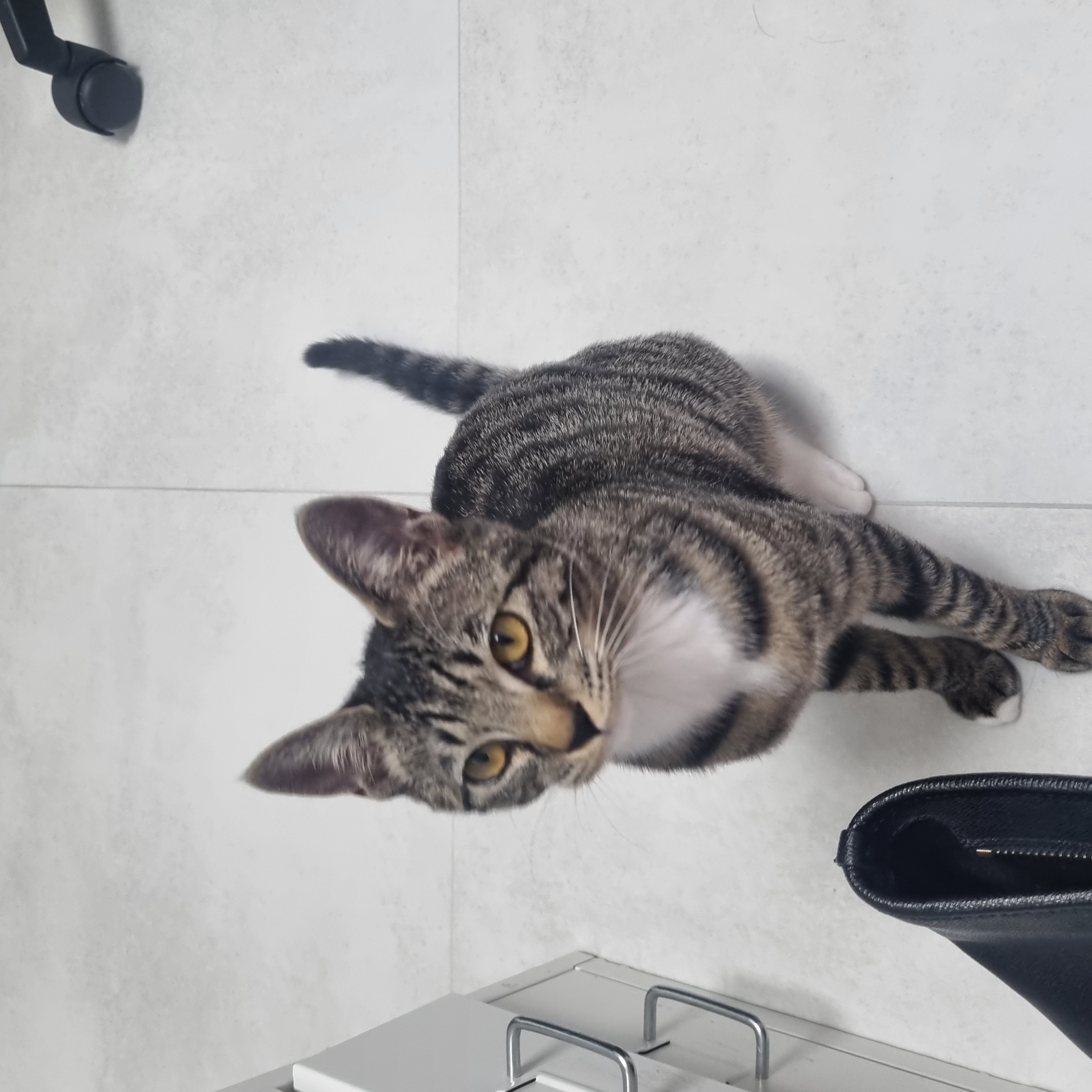 나린이 (현 다미)의 3달 적응기