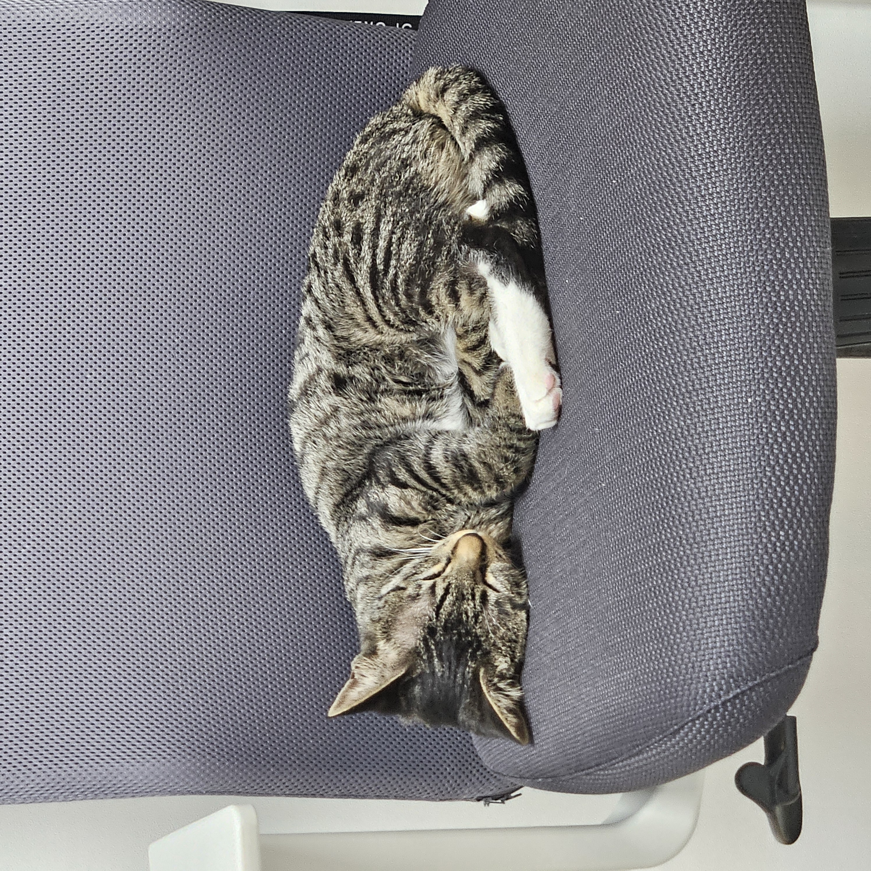 나린이 (현 다미)의 3달 적응기