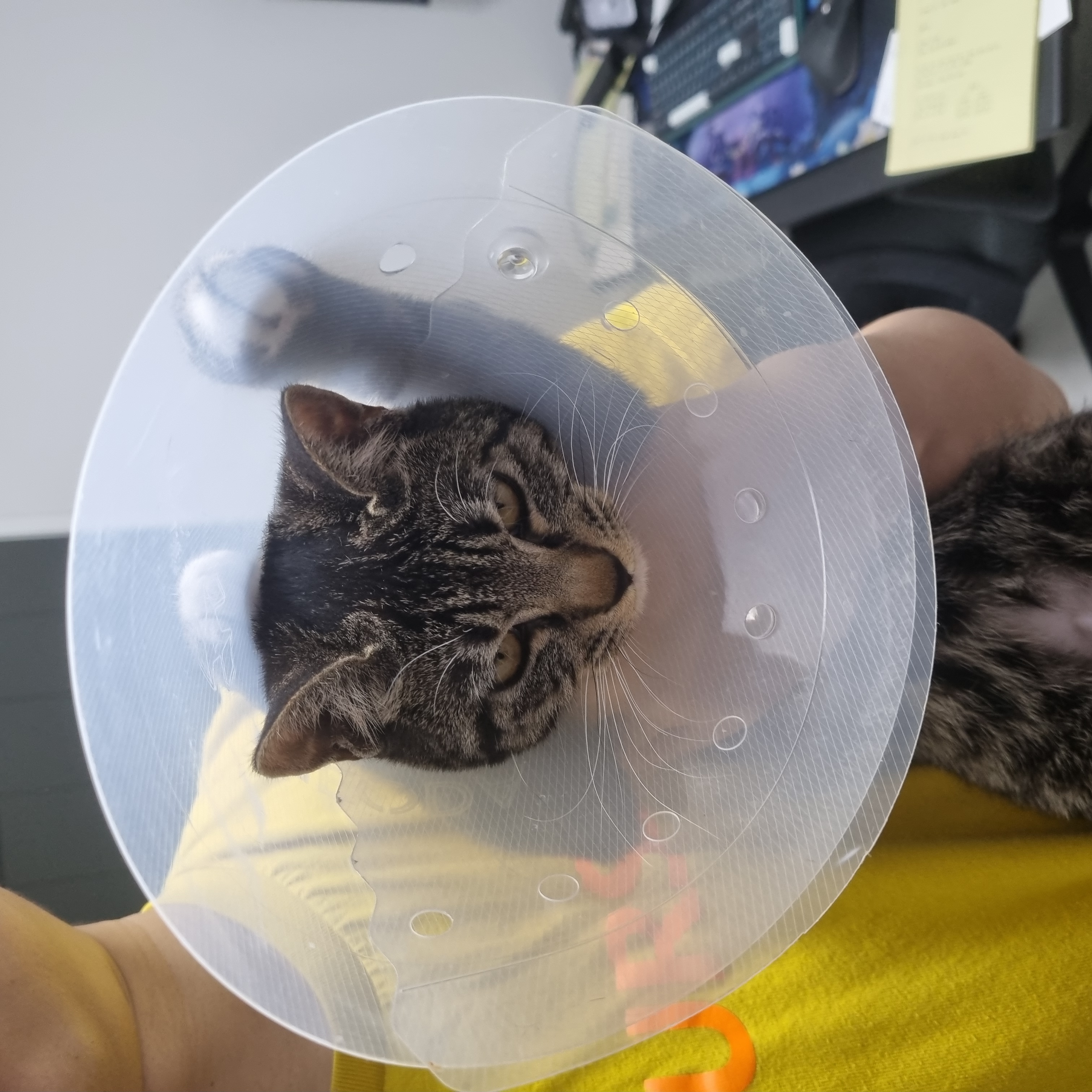 나린이 (현 다미)의 3달 적응기