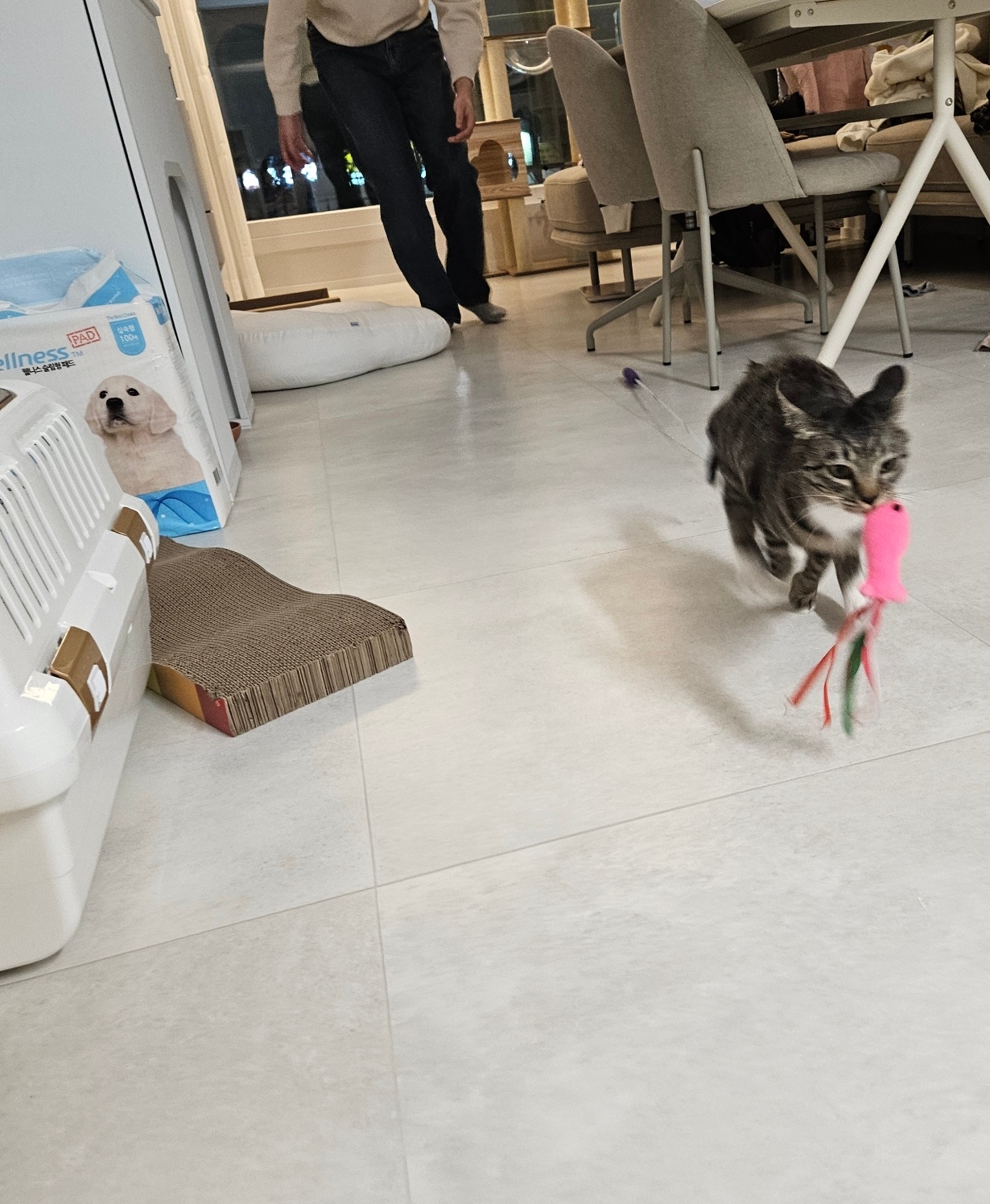 나린이 (현 다미)의 3달 적응기