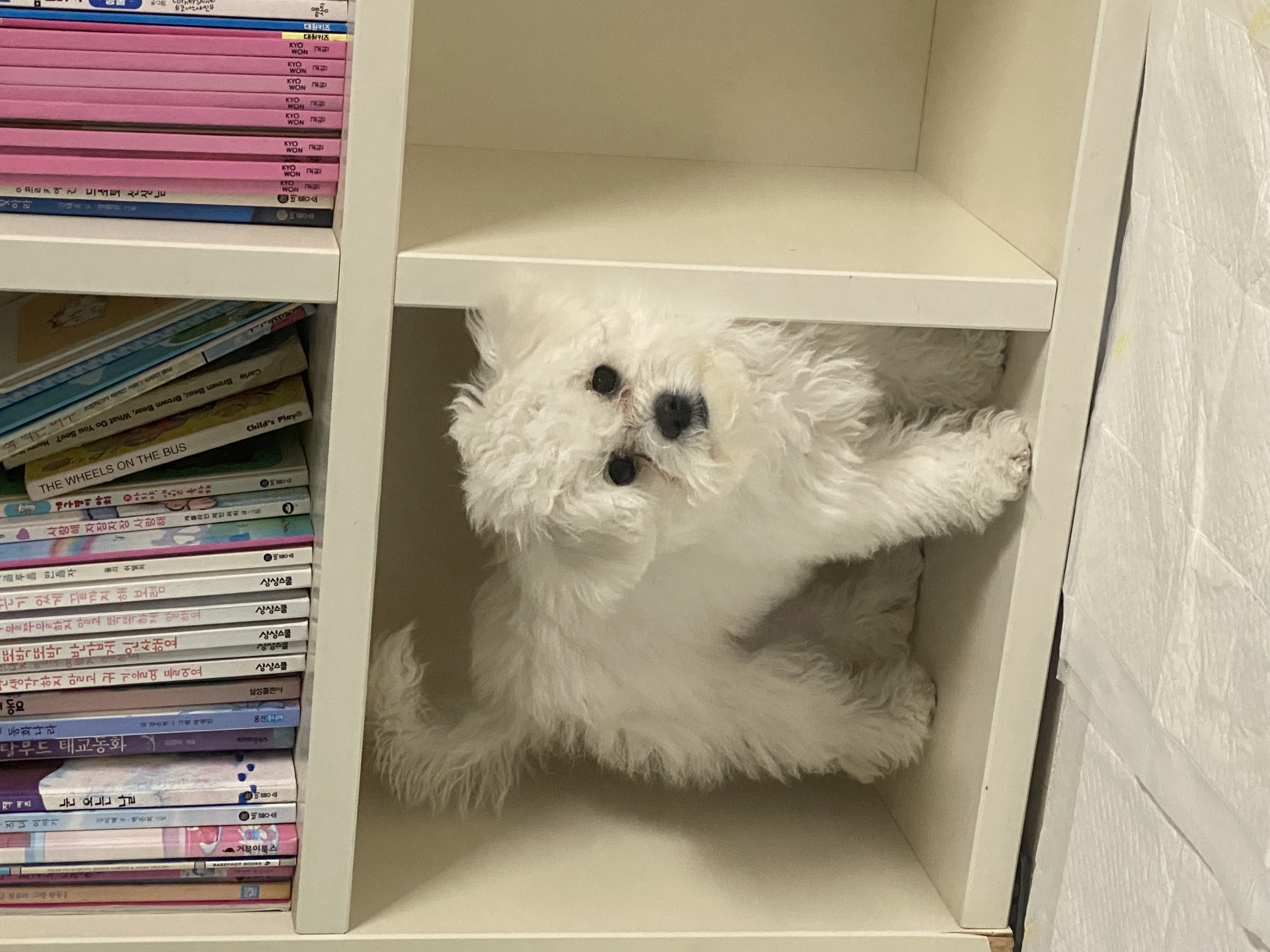 쿵이(양일이)의 두번째 이야기