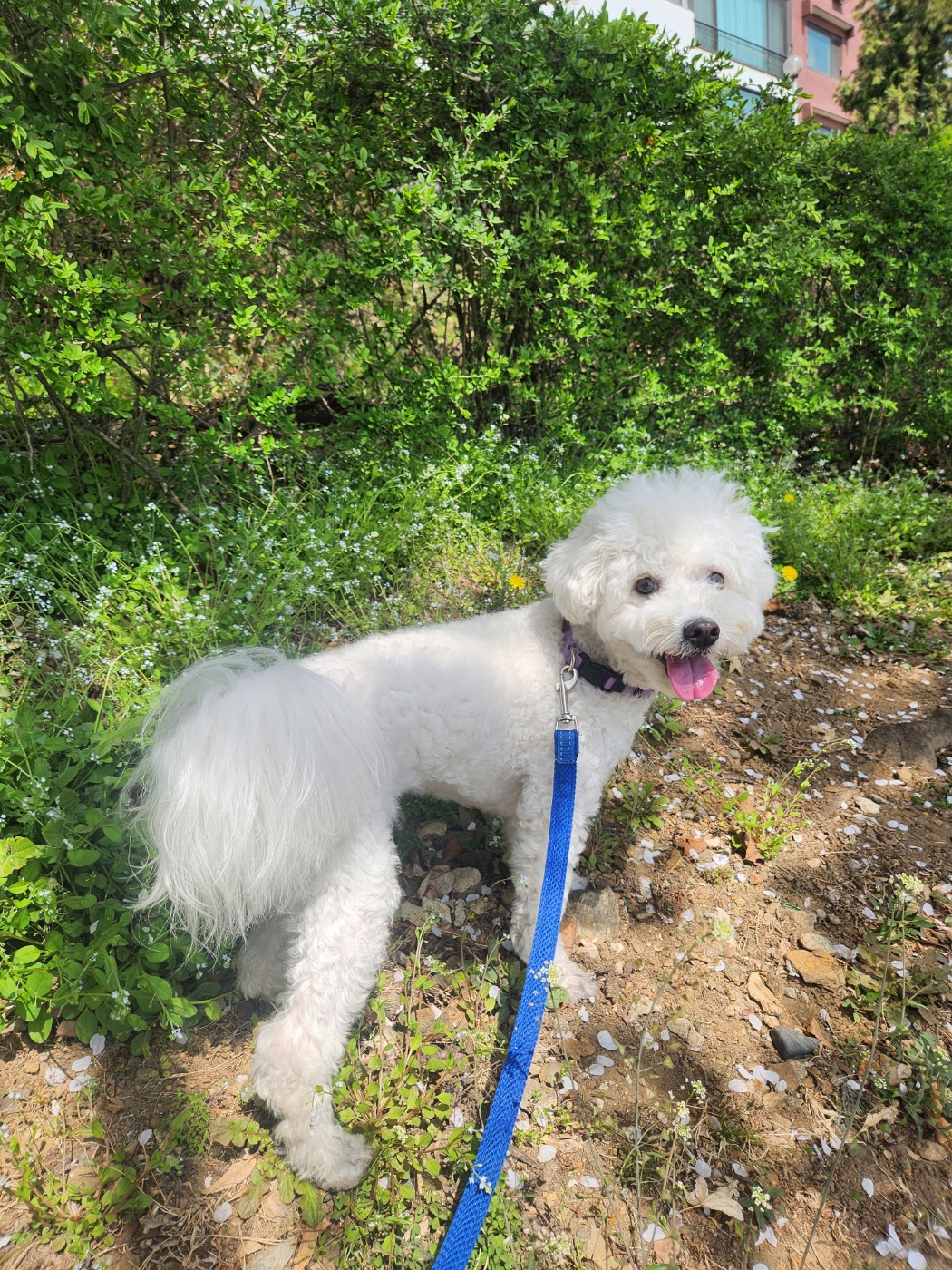 겨울이 (곤지암 하이) 3년 후기