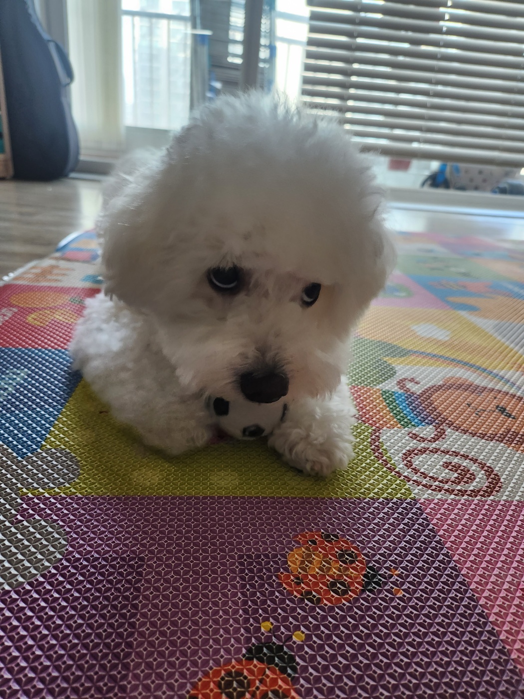 겨울이 (곤지암 하이) 3년 후기