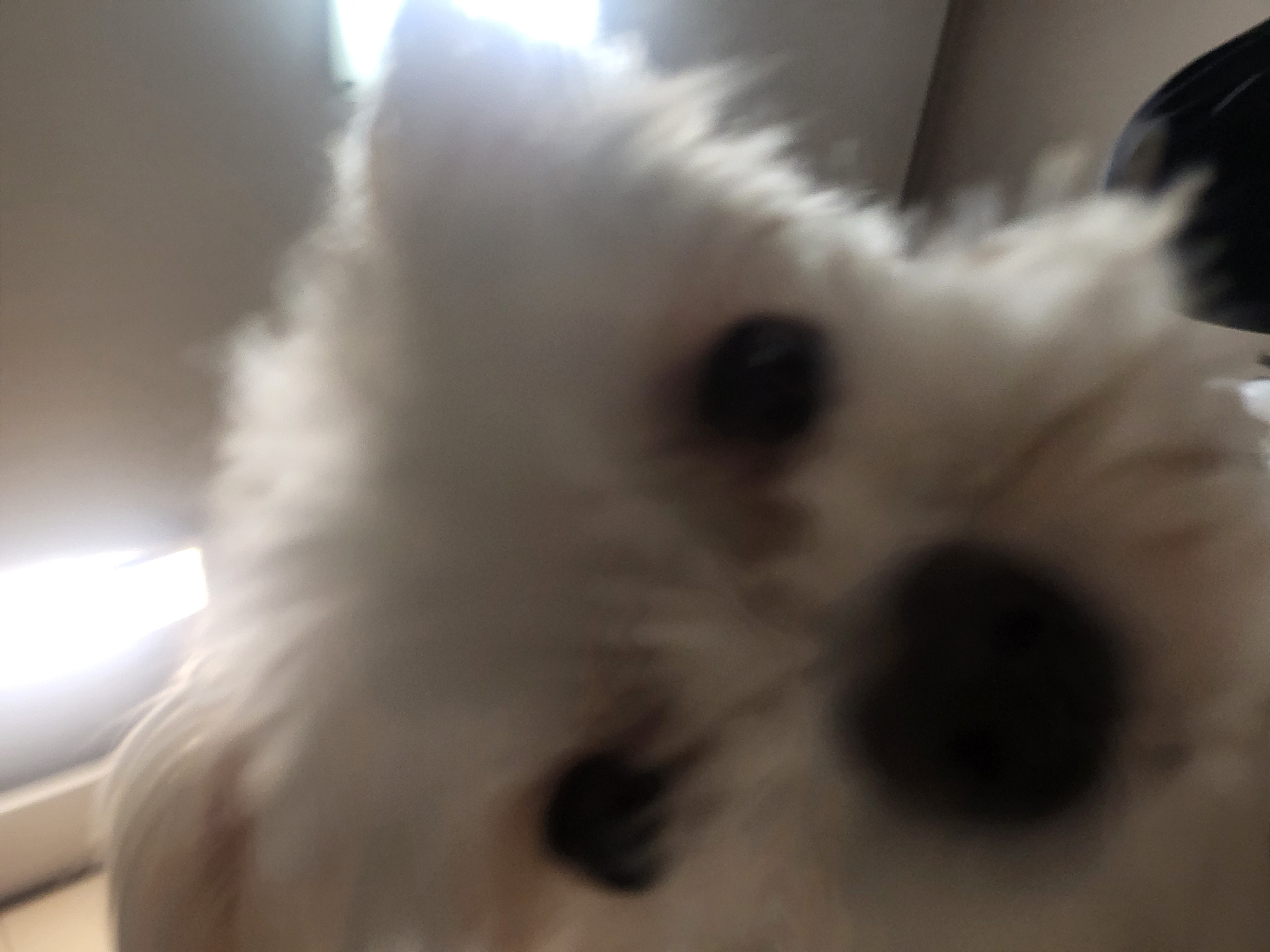 아산구조견 오슬이 입양(현 밥풀이) 함께한 558일