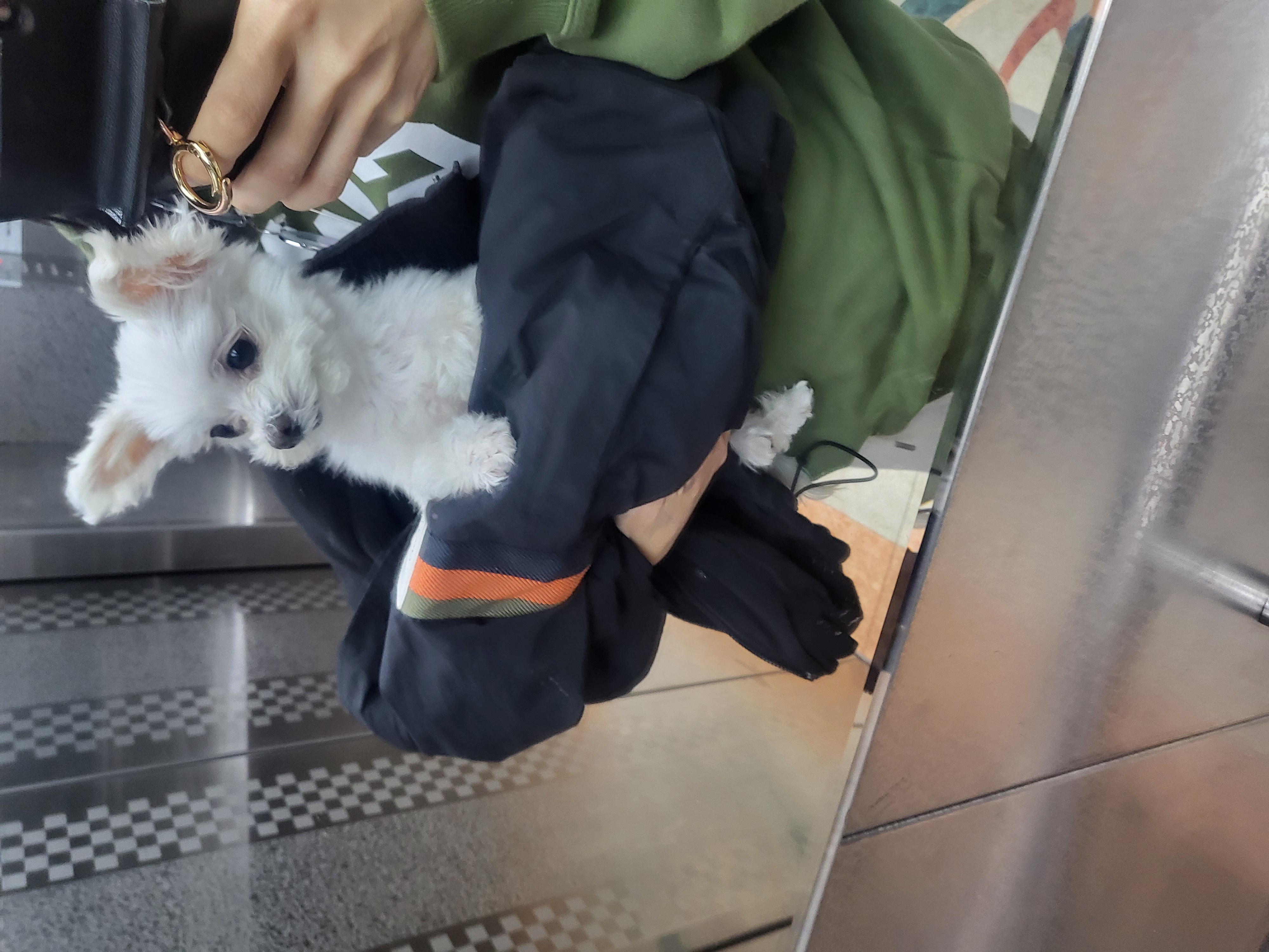 아산구조견 오슬이 입양(현 밥풀이) 함께한 558일