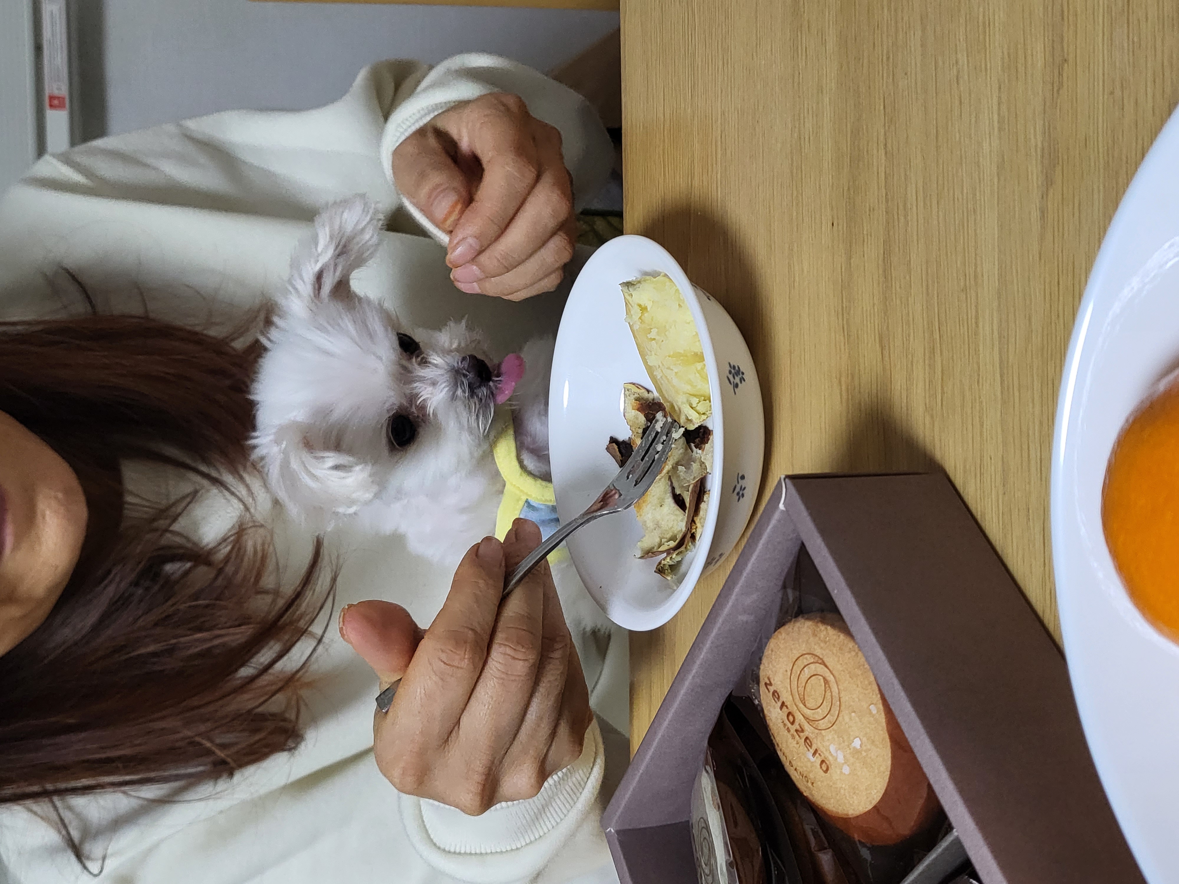 아산구조견 오슬이 입양(현 밥풀이) 함께한 558일