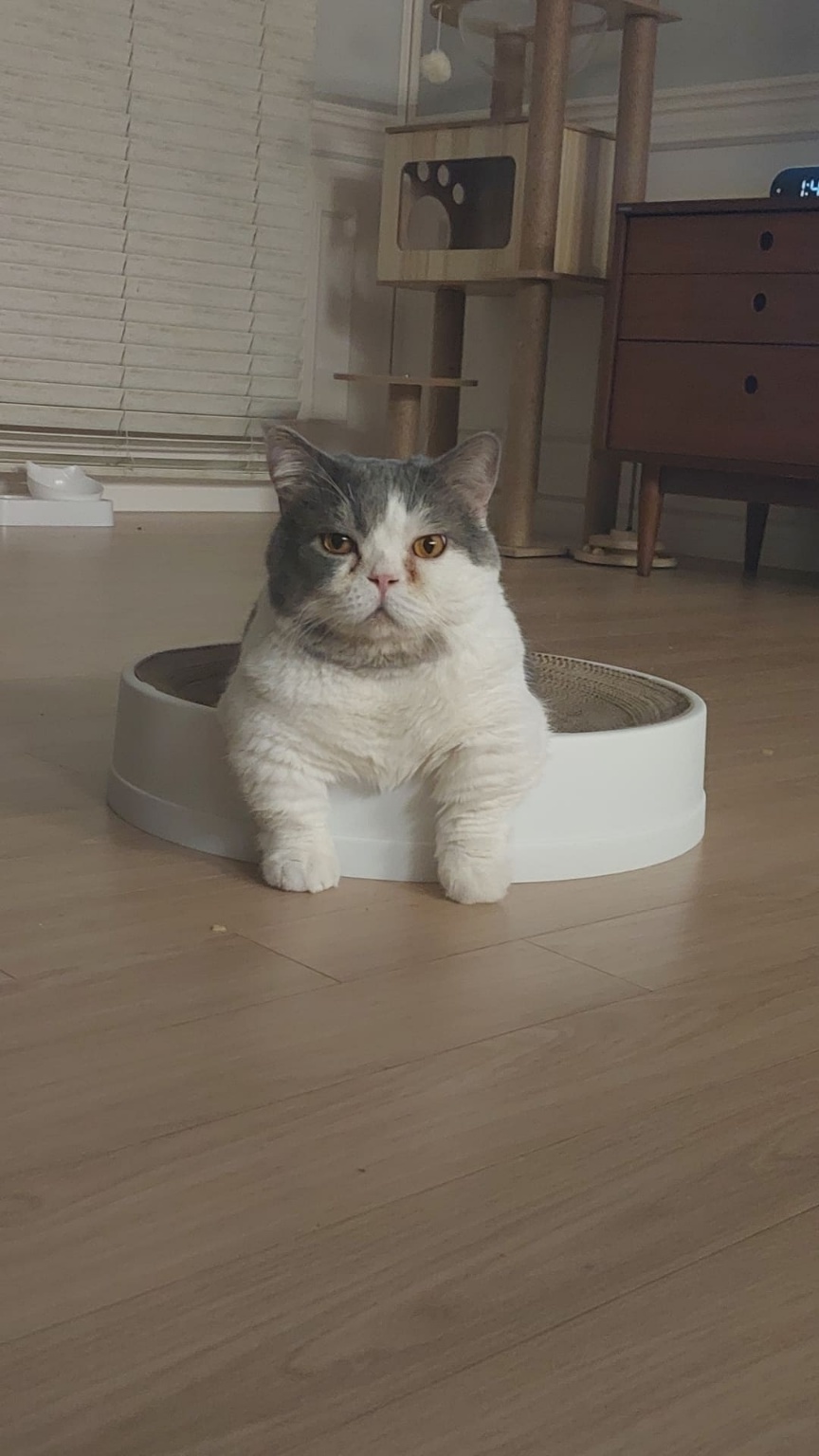 뭉이 3개월 입양 후기