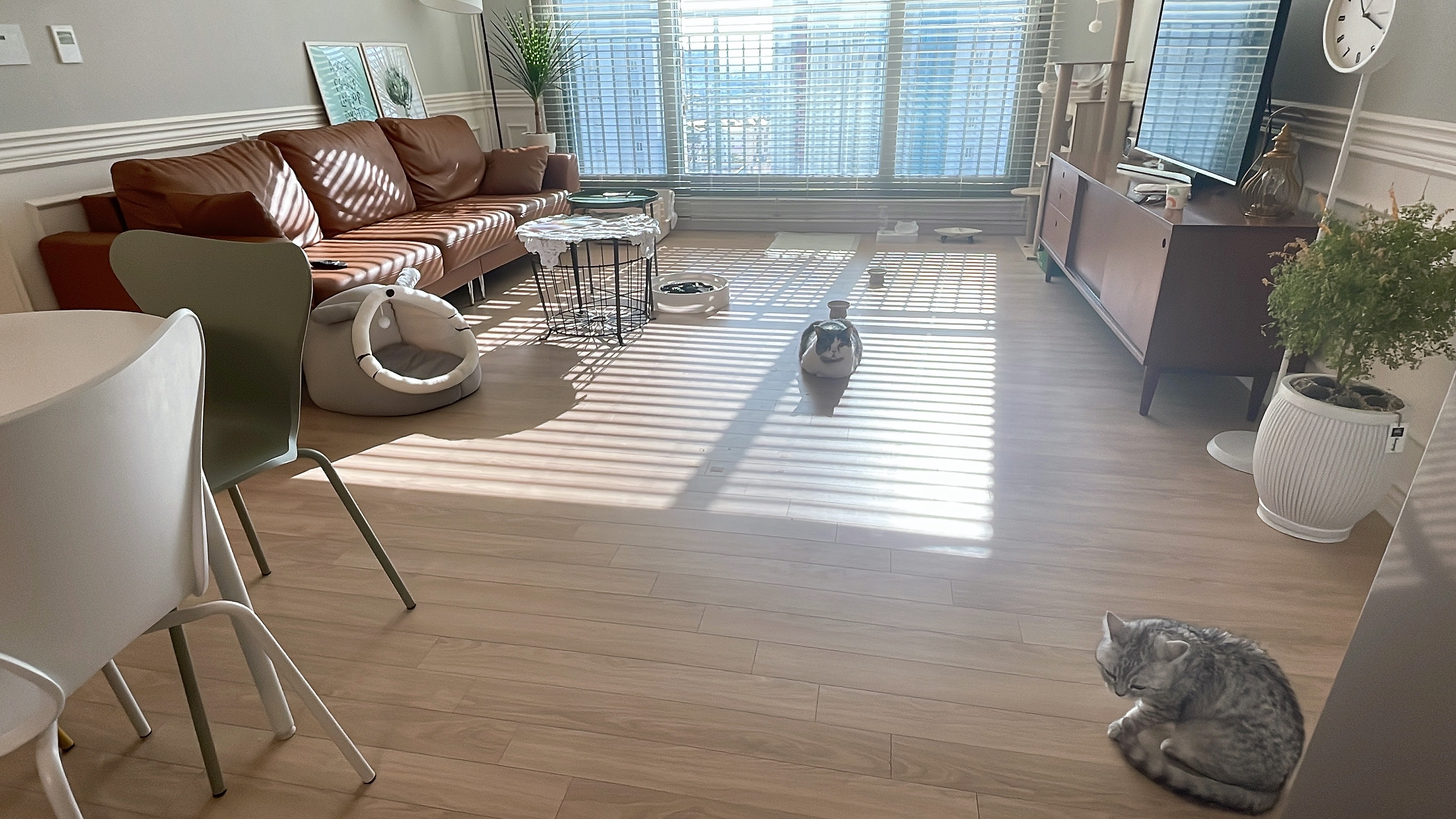 뭉이 3개월 입양 후기