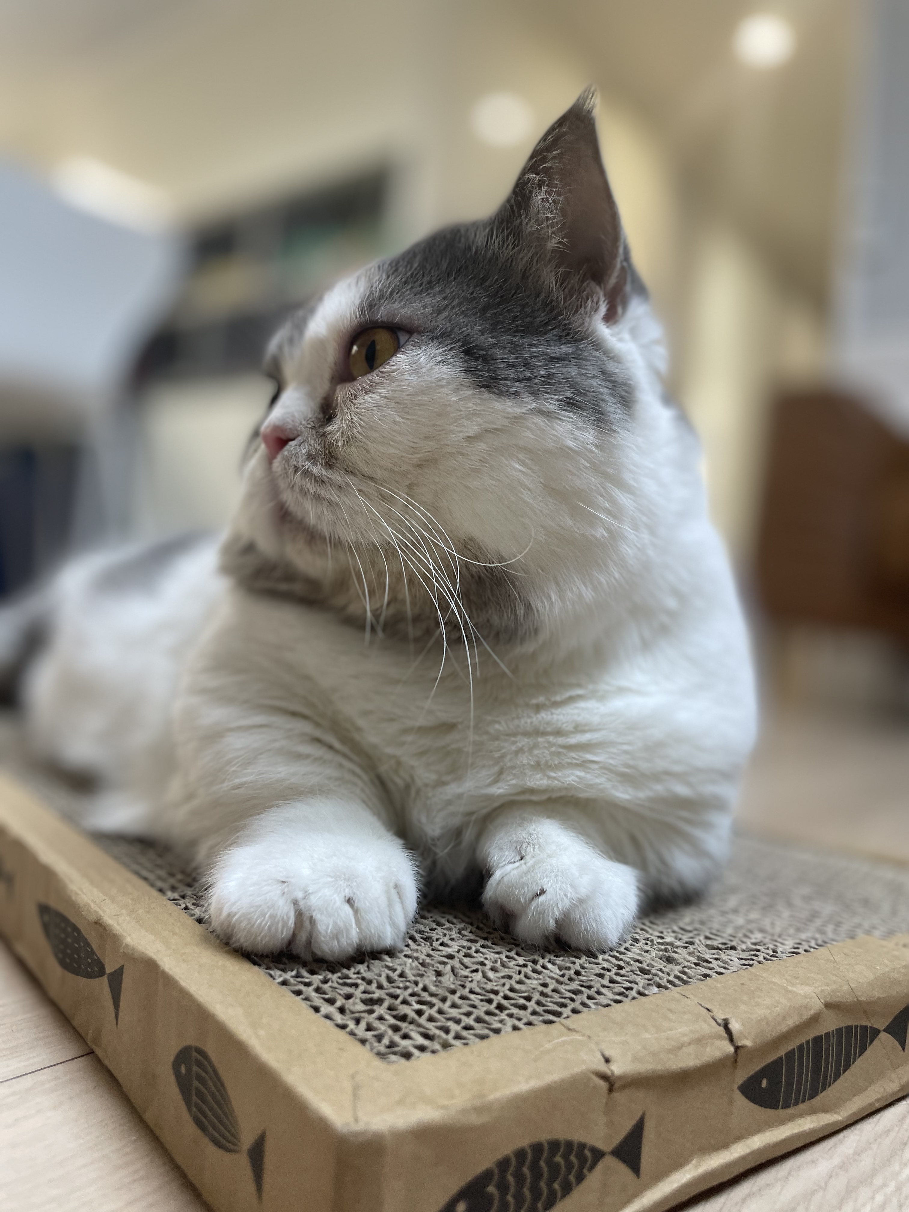 뭉이 3개월 입양 후기