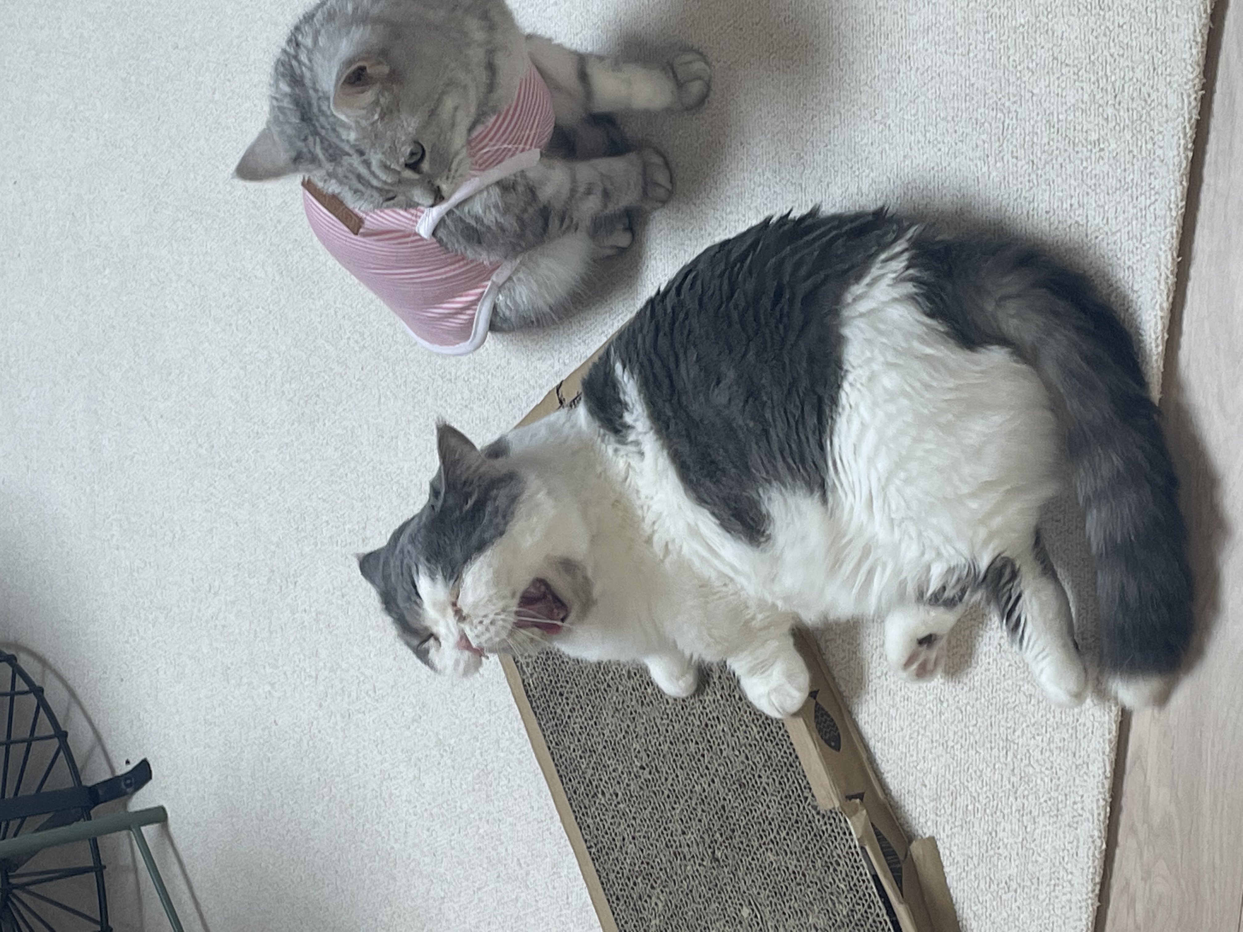 뭉이 3개월 입양 후기