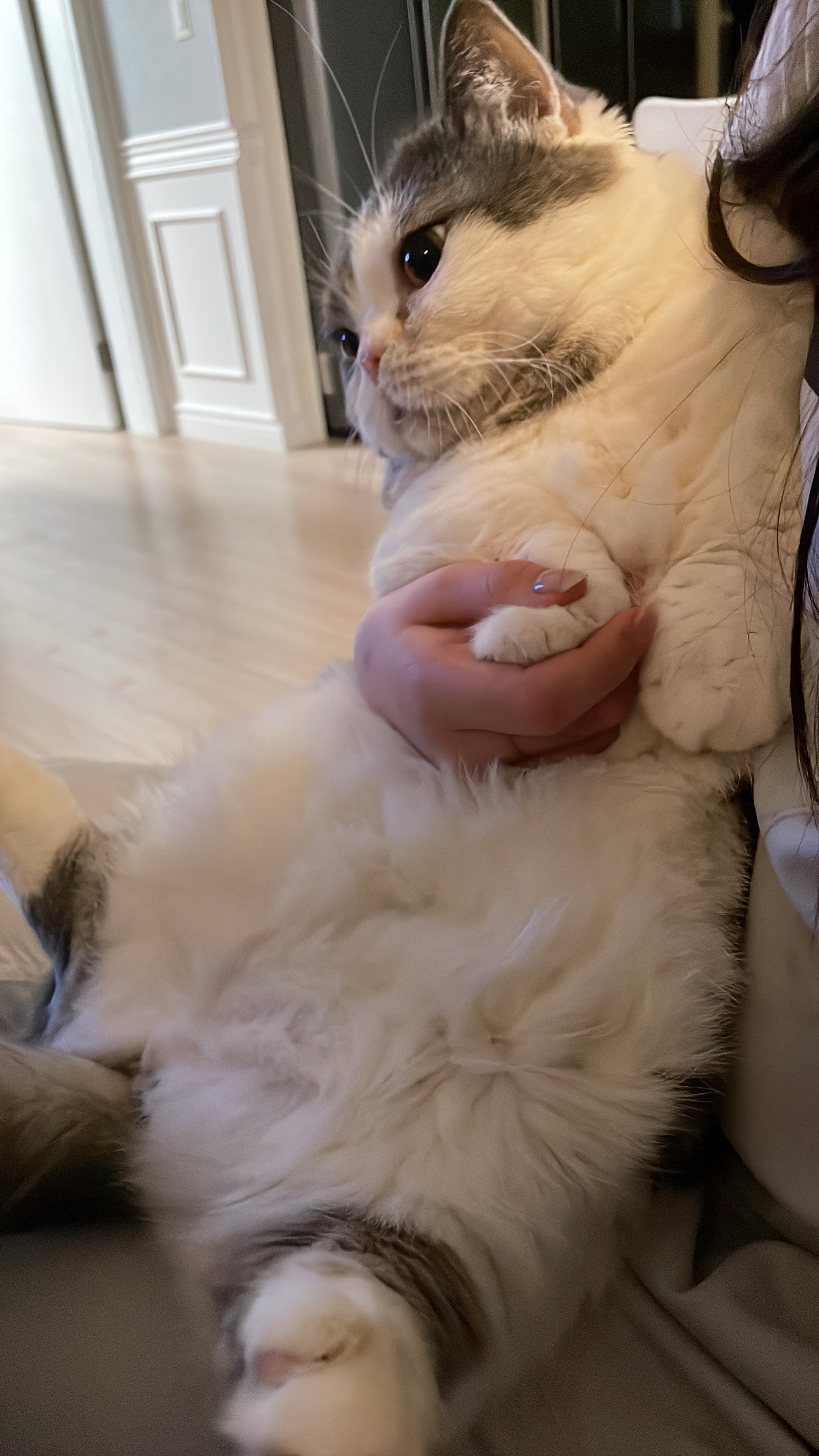 뭉이 3개월 입양 후기