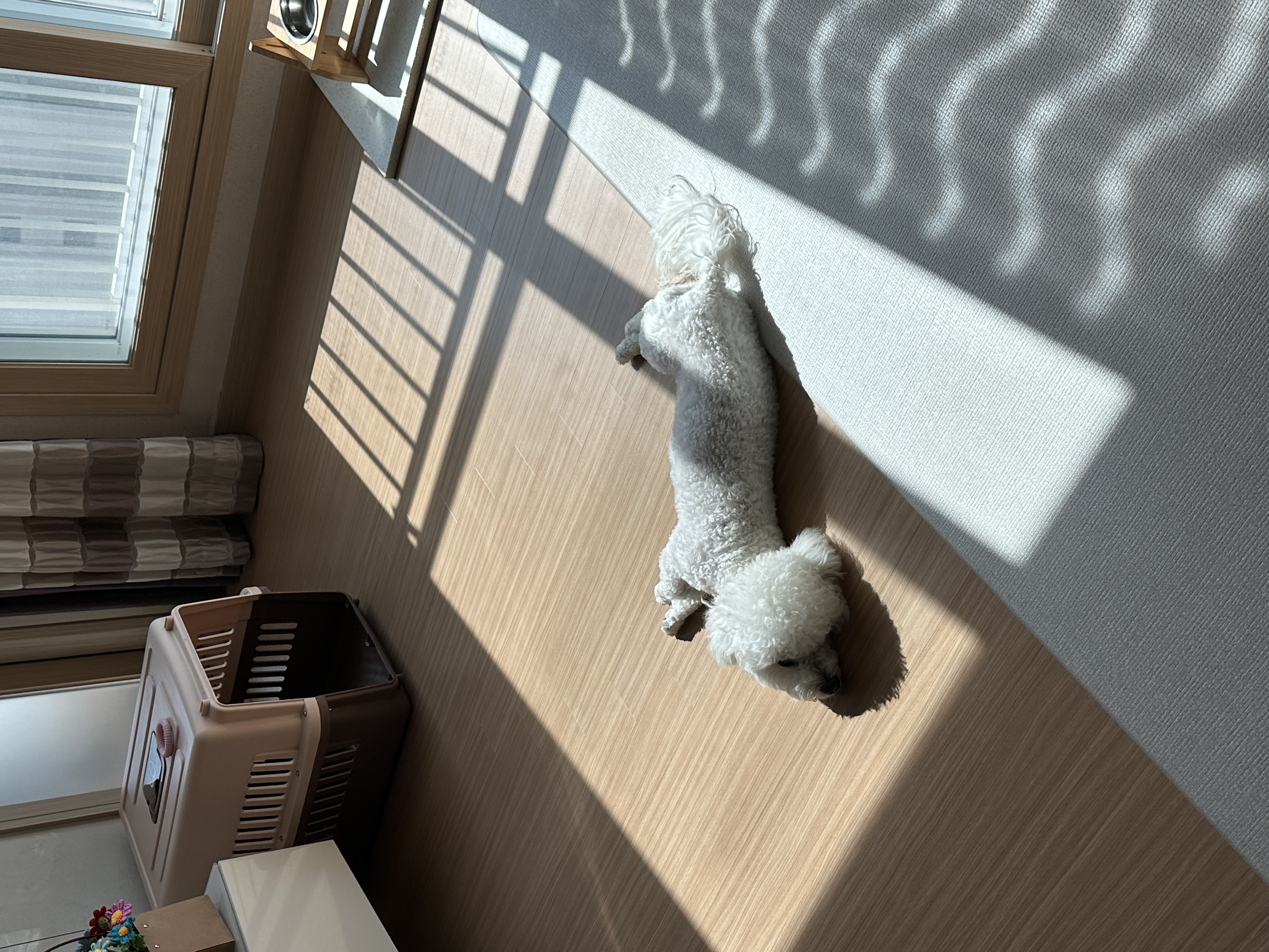 콩이(곤지암 하일이)