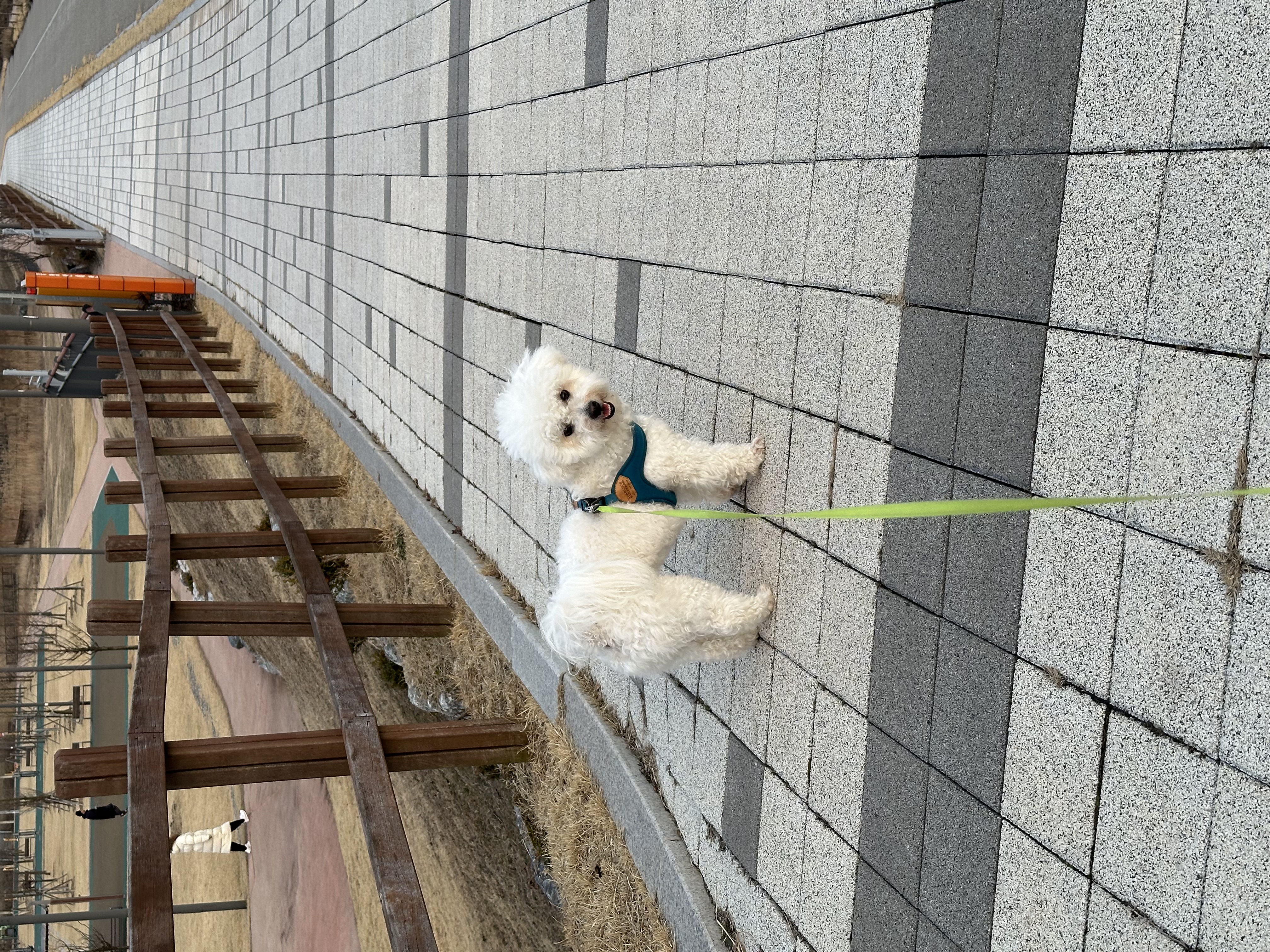 콩이(곤지암 하일이)