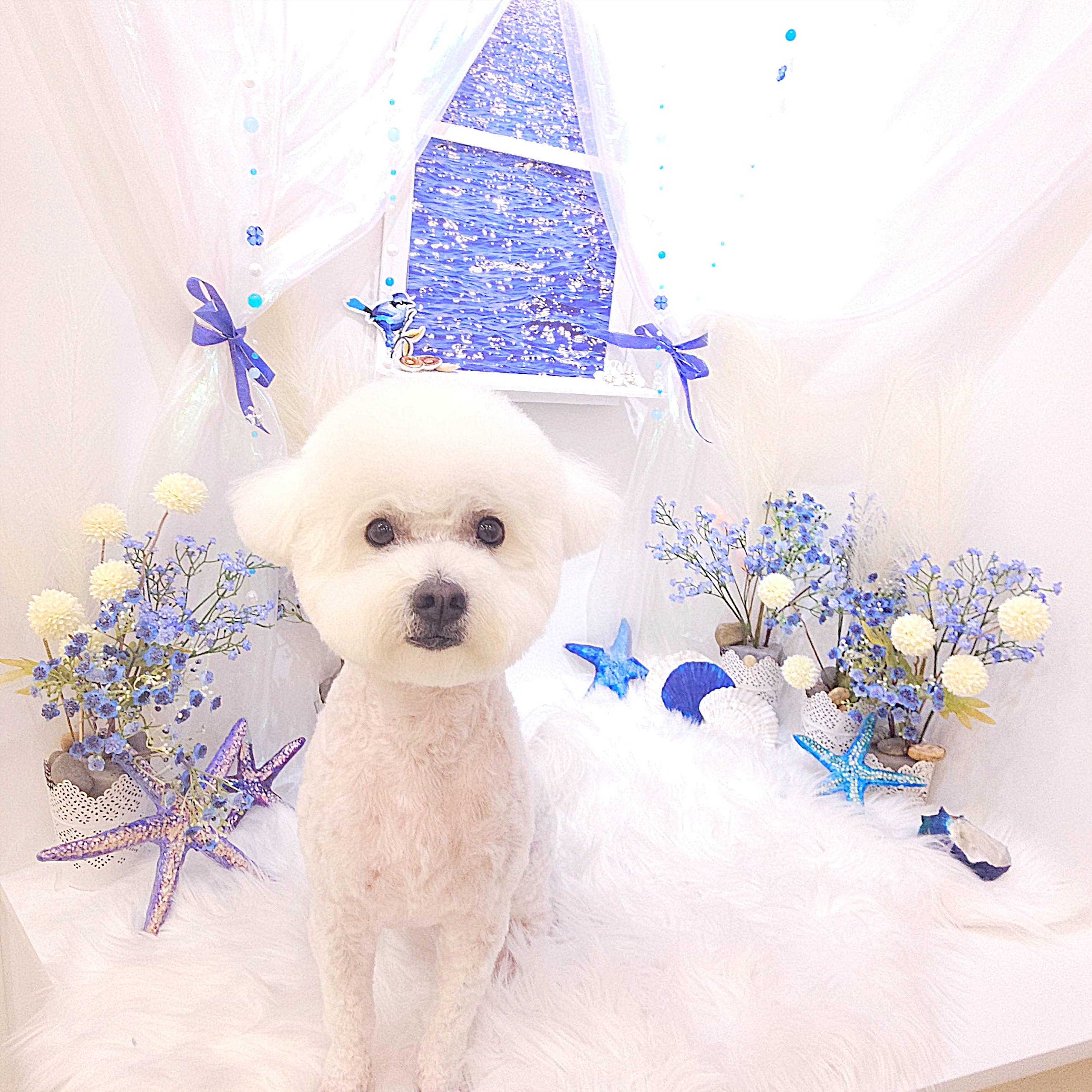 콩이(곤지암 하일이)