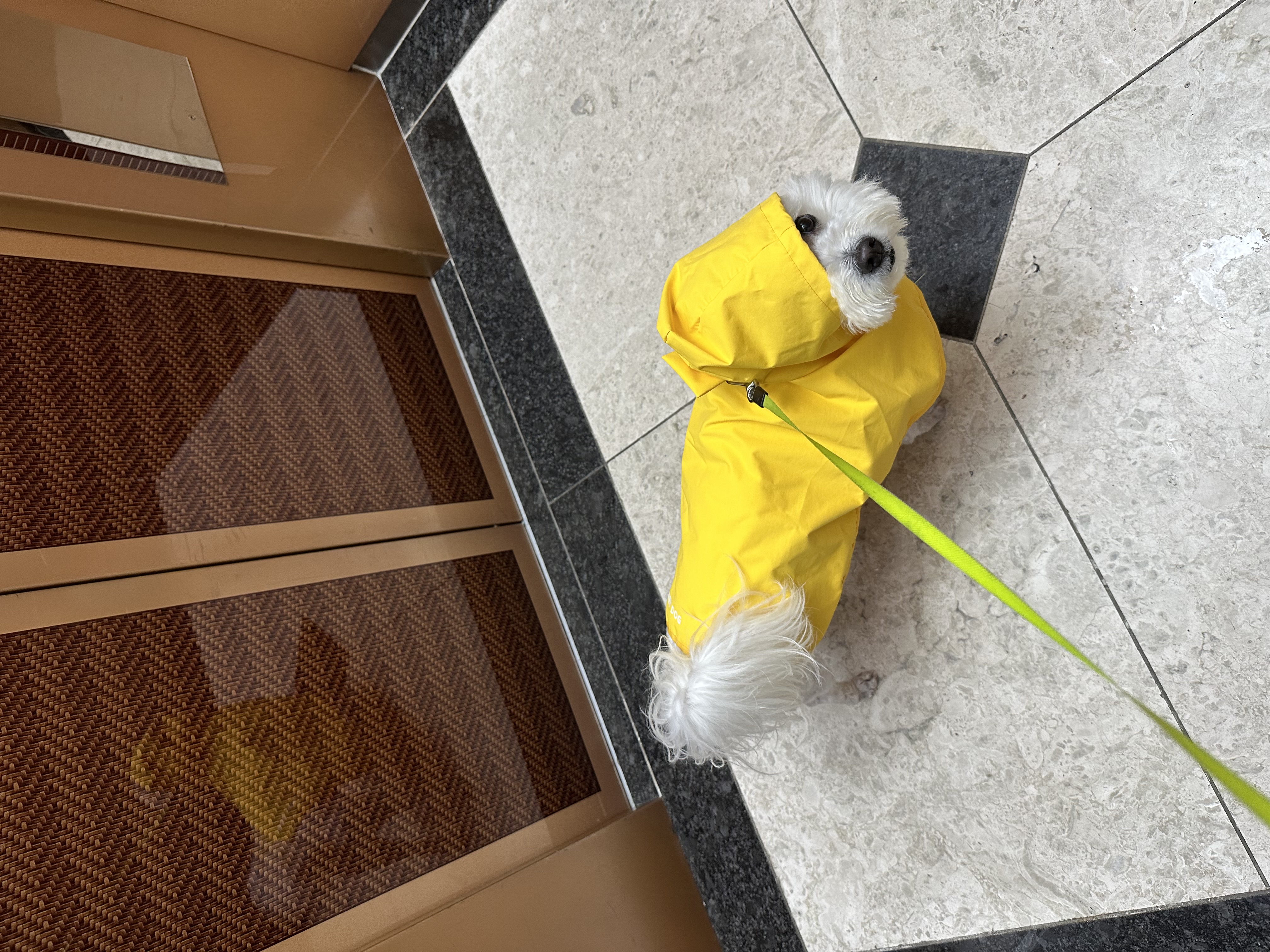 콩이(곤지암 하일이)