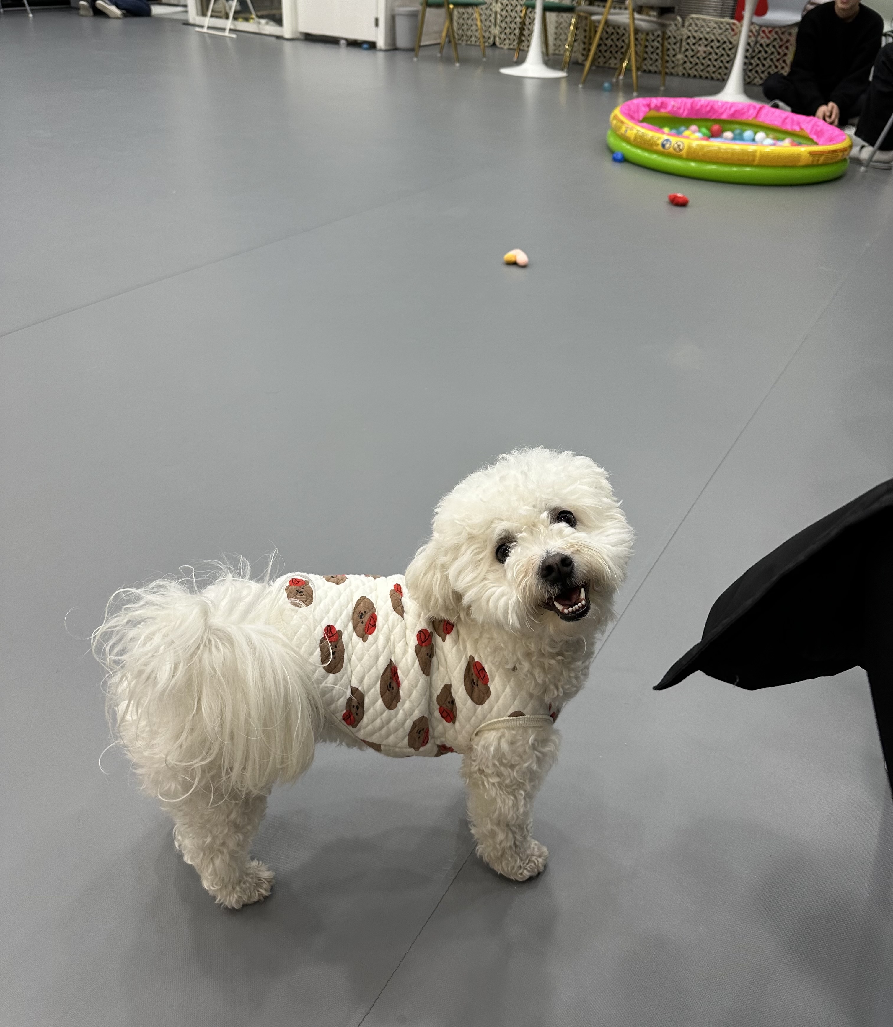 콩이(곤지암 하일이)