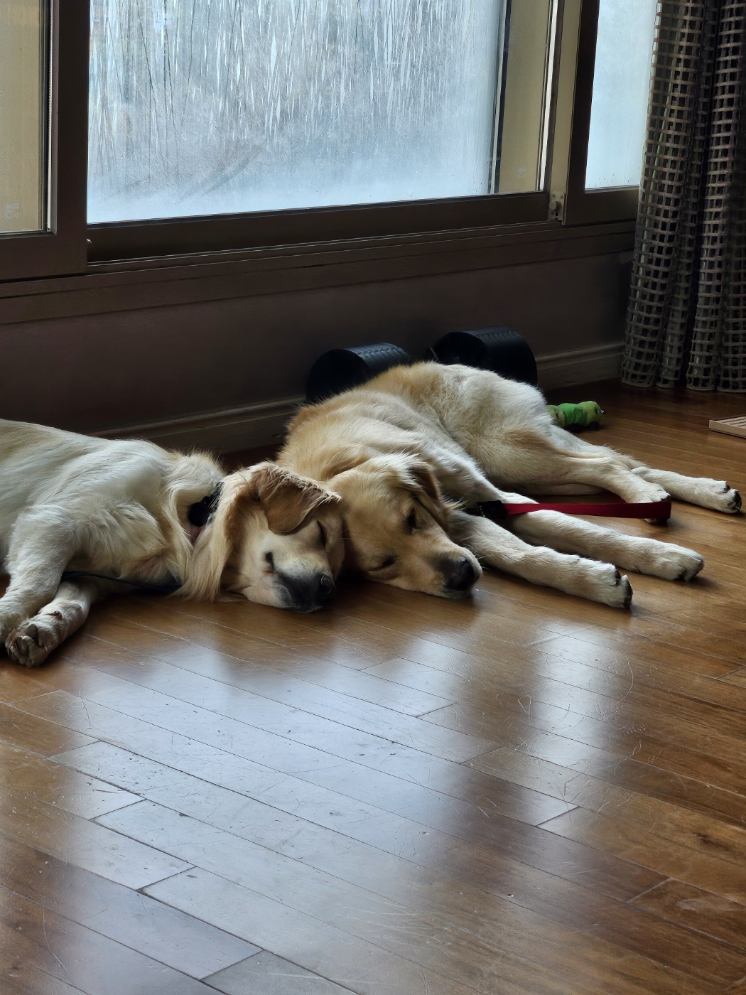 하늘(찰리)와 구름(마일로)과의 일주일