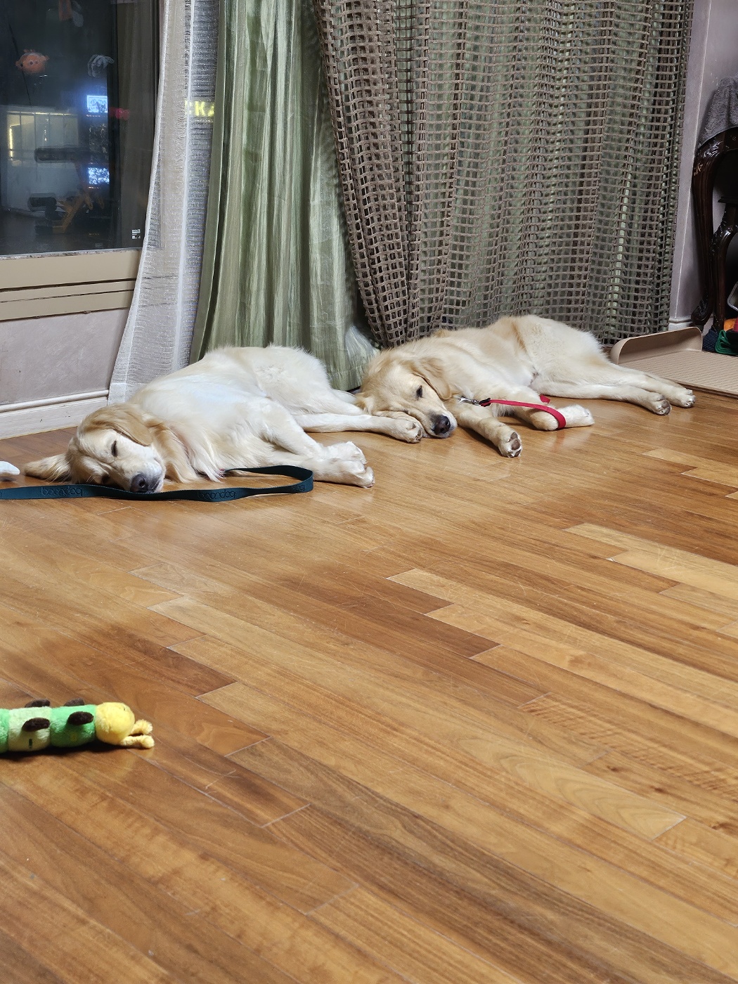 하늘(찰리)와 구름(마일로)과의 일주일