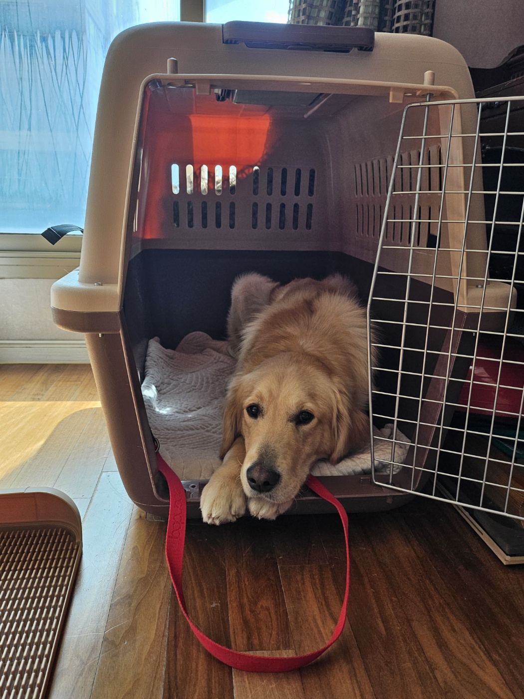 하늘(찰리)와 구름(마일로)과의 일주일