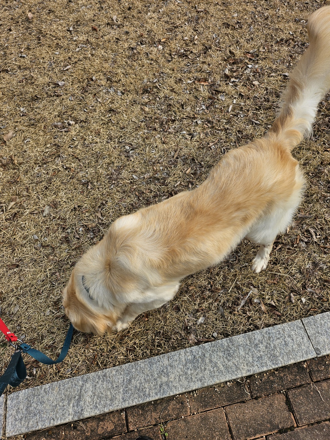 하늘(찰리)와 구름(마일로)과의 일주일
