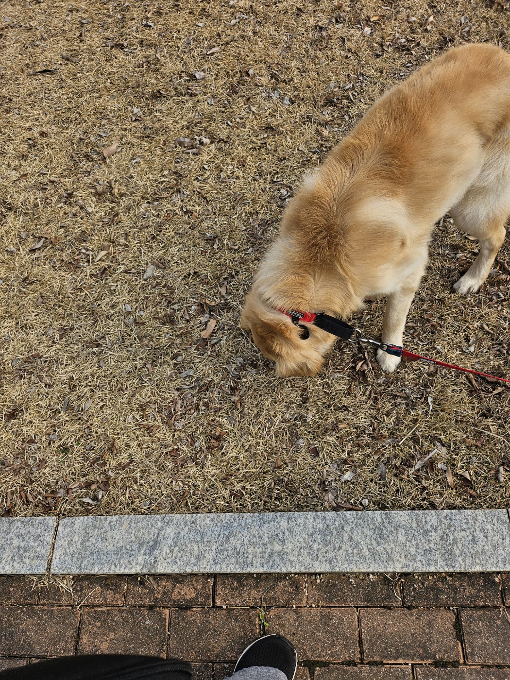 하늘(찰리)와 구름(마일로)과의 일주일