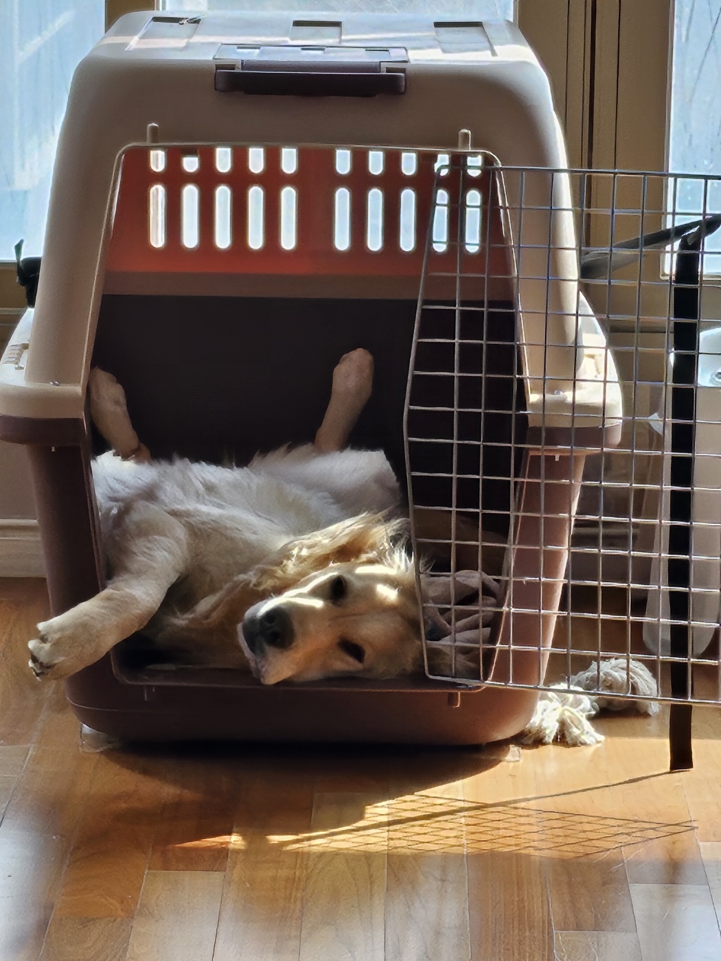 하늘(찰리)와 구름(마일로)과의 일주일