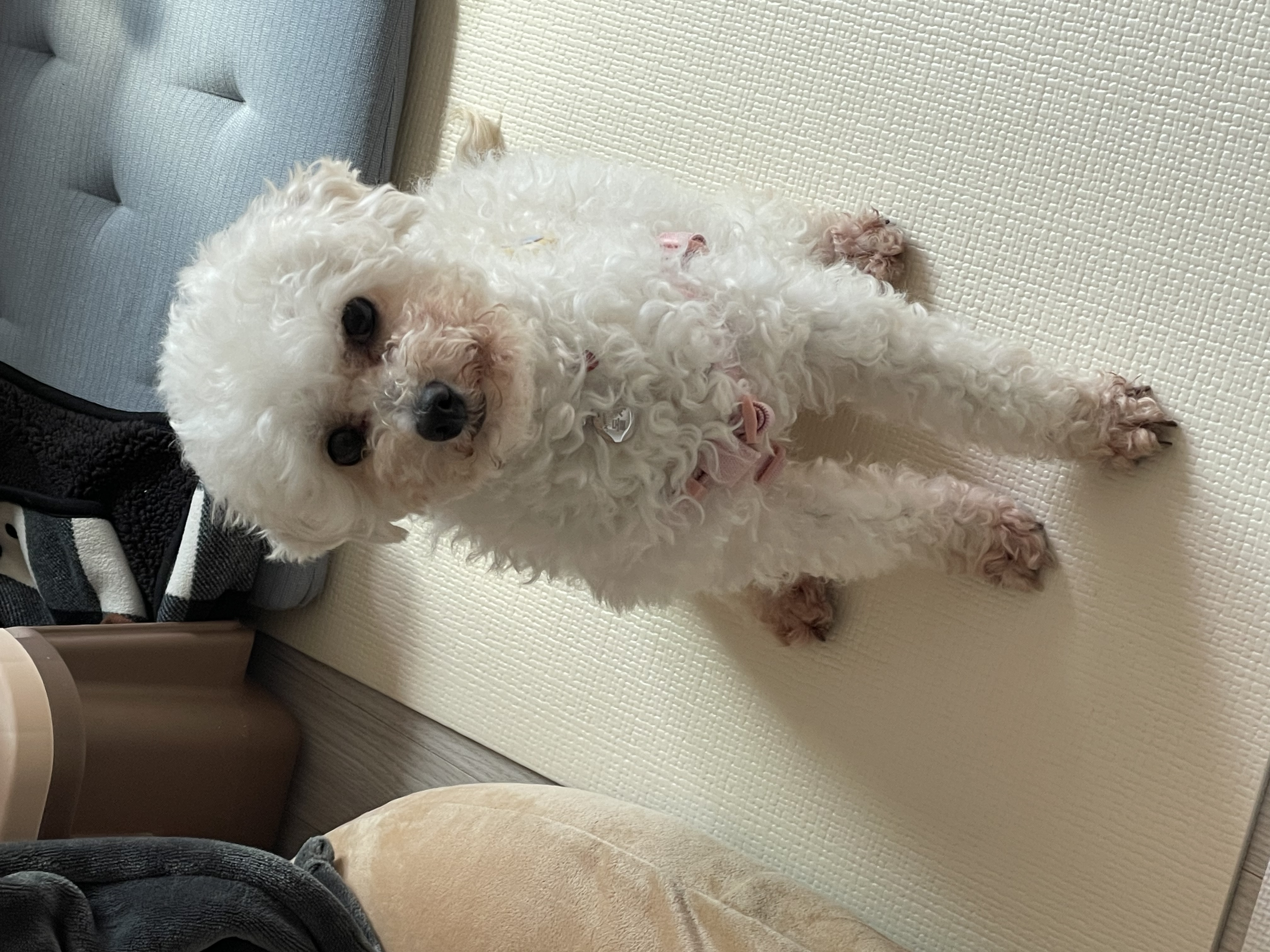 돌체 (구 짱푸) 임시보호 한달 / 입양 첫날 소식이에요~