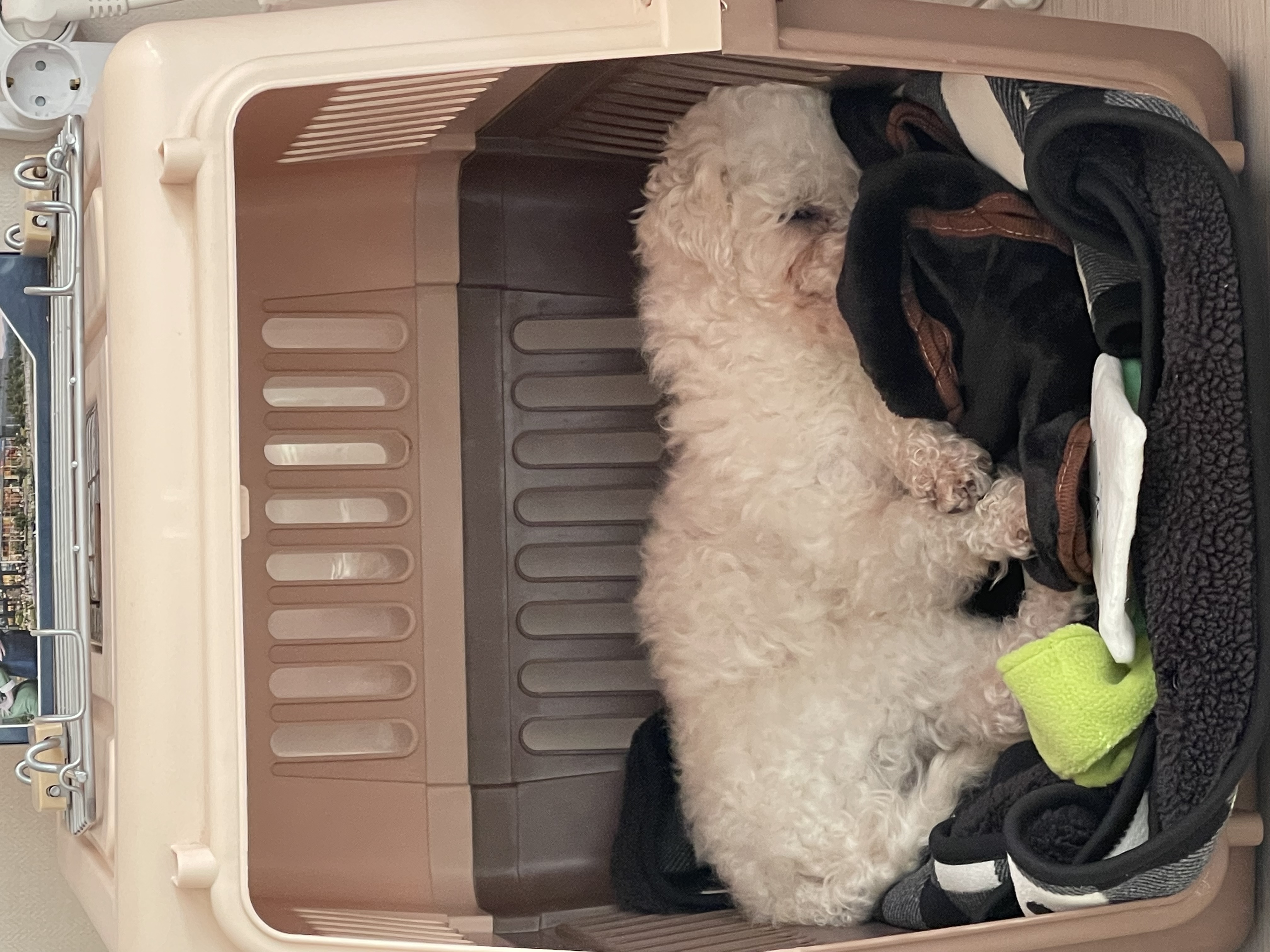 돌체 (구 짱푸) 임시보호 한달 / 입양 첫날 소식이에요~