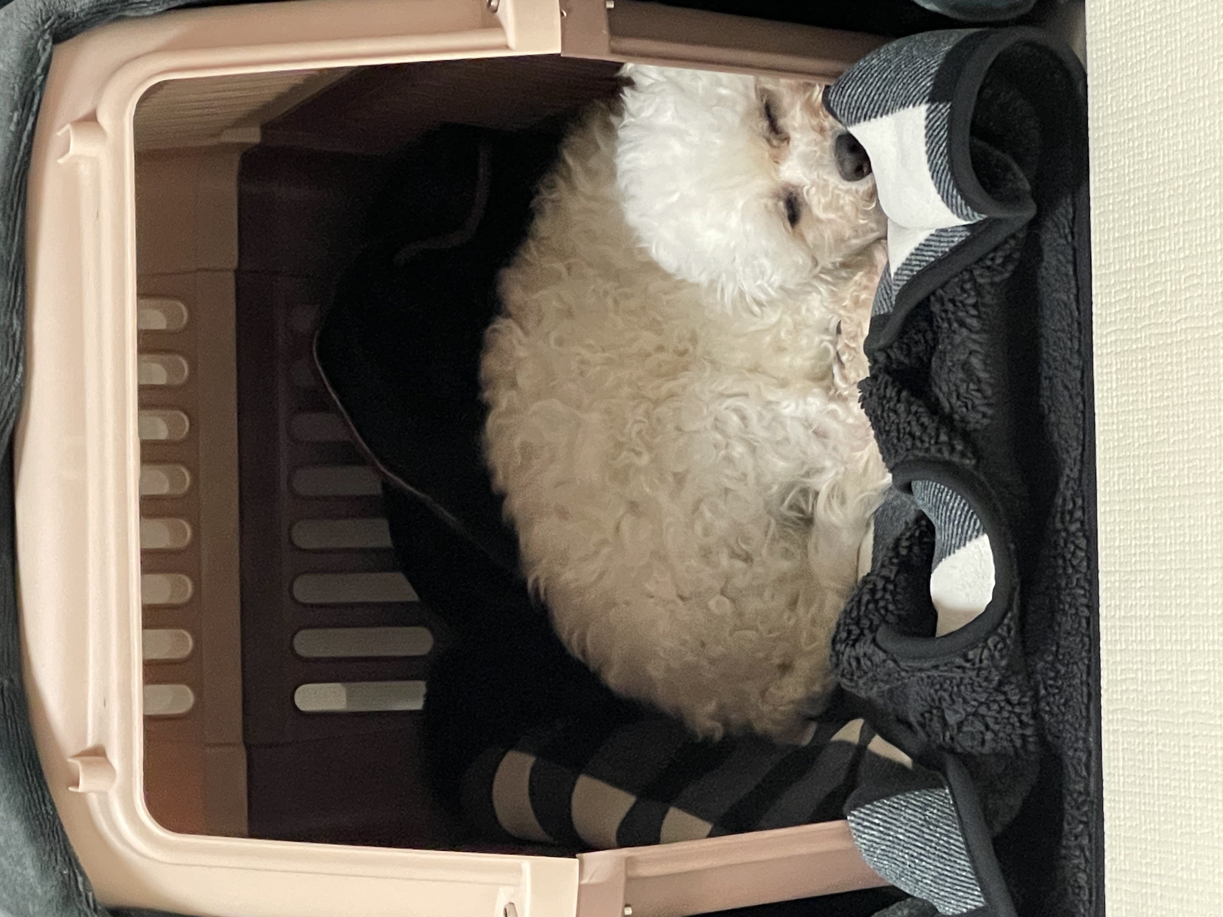 돌체 (구 짱푸) 임시보호 한달 / 입양 첫날 소식이에요~