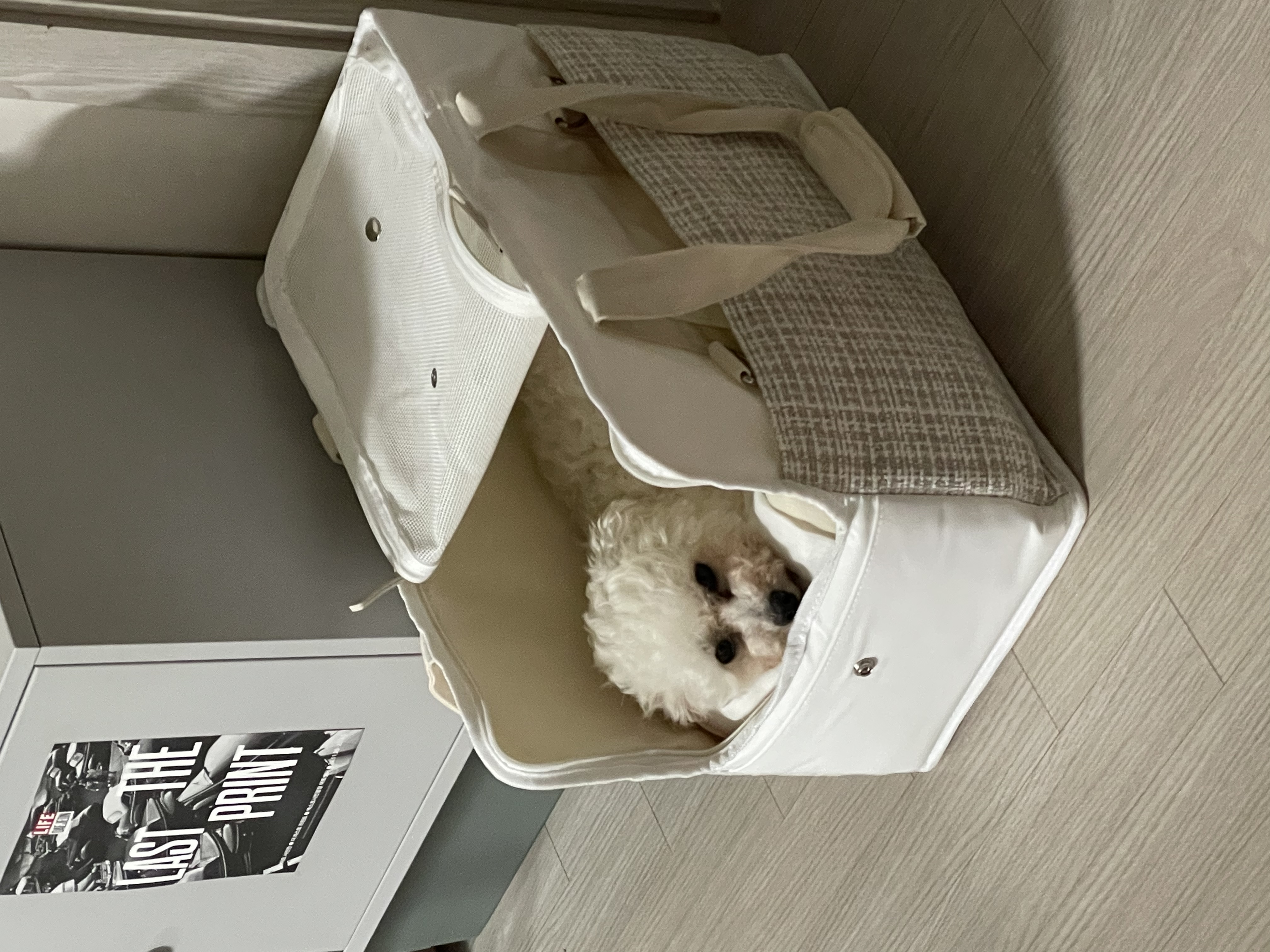 돌체 (구 짱푸) 임시보호 한달 / 입양 첫날 소식이에요~