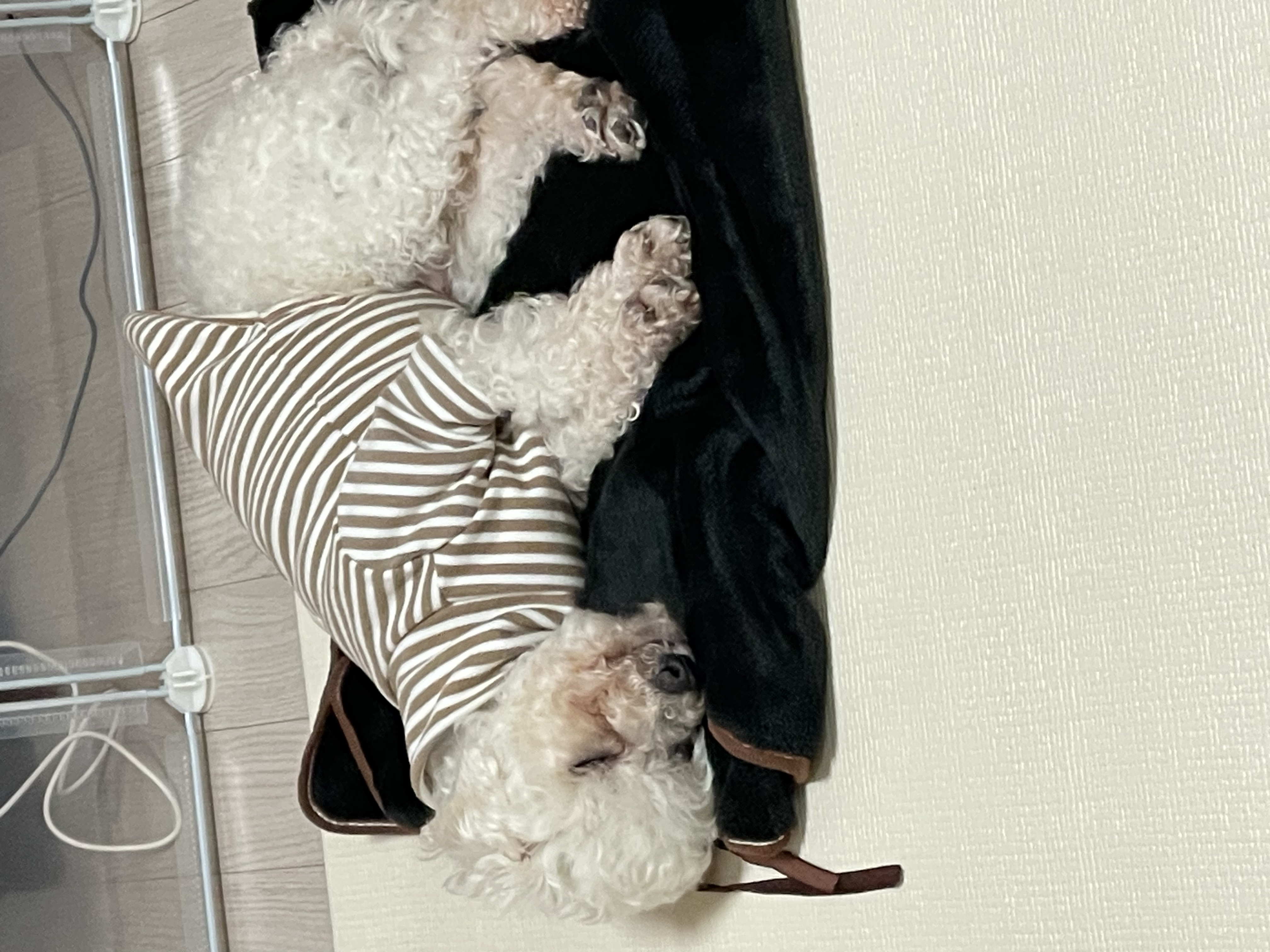 돌체 (구 짱푸) 임시보호 한달 / 입양 첫날 소식이에요~