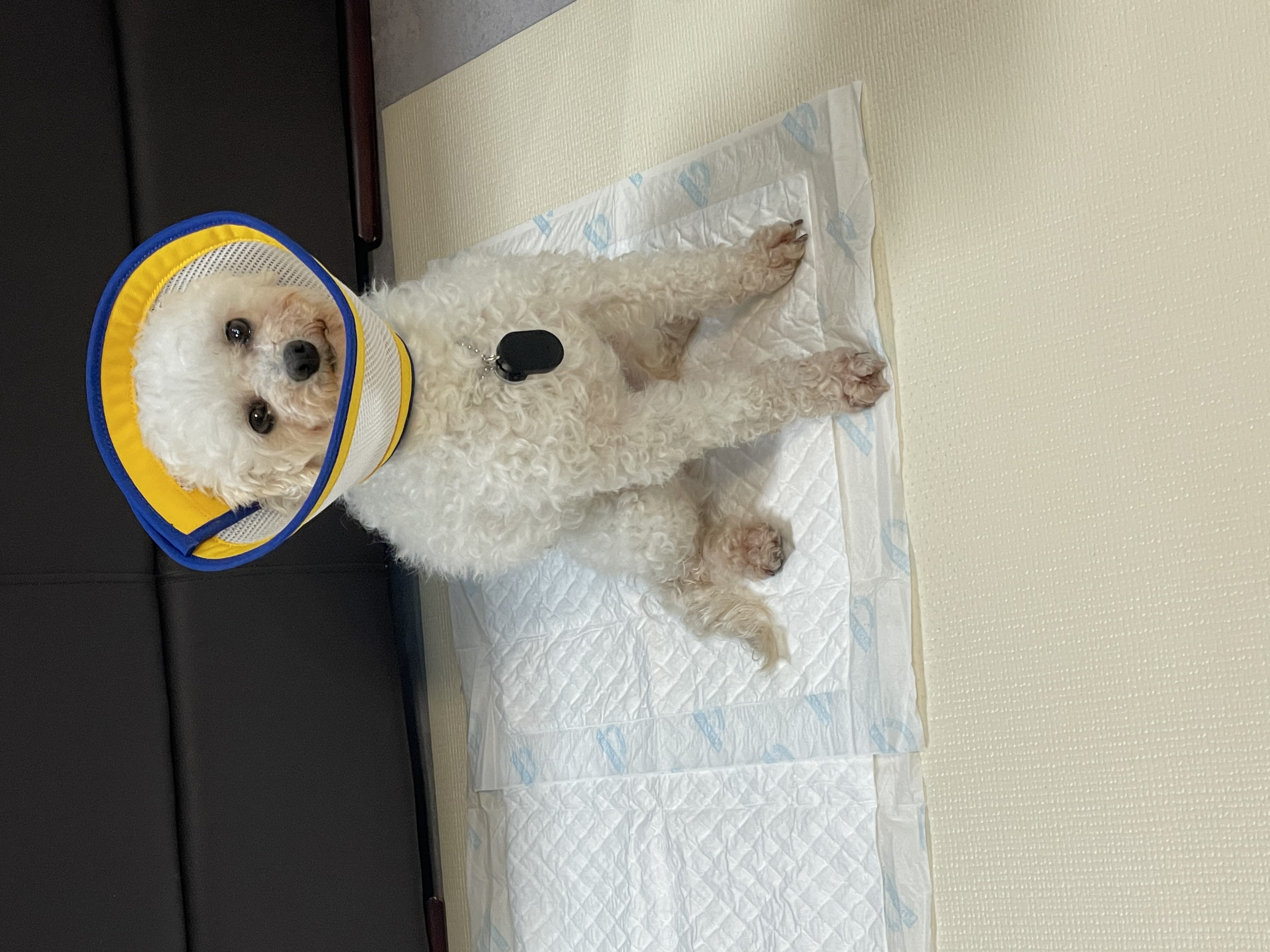 돌체 (구 짱푸) 임시보호 한달 / 입양 첫날 소식이에요~