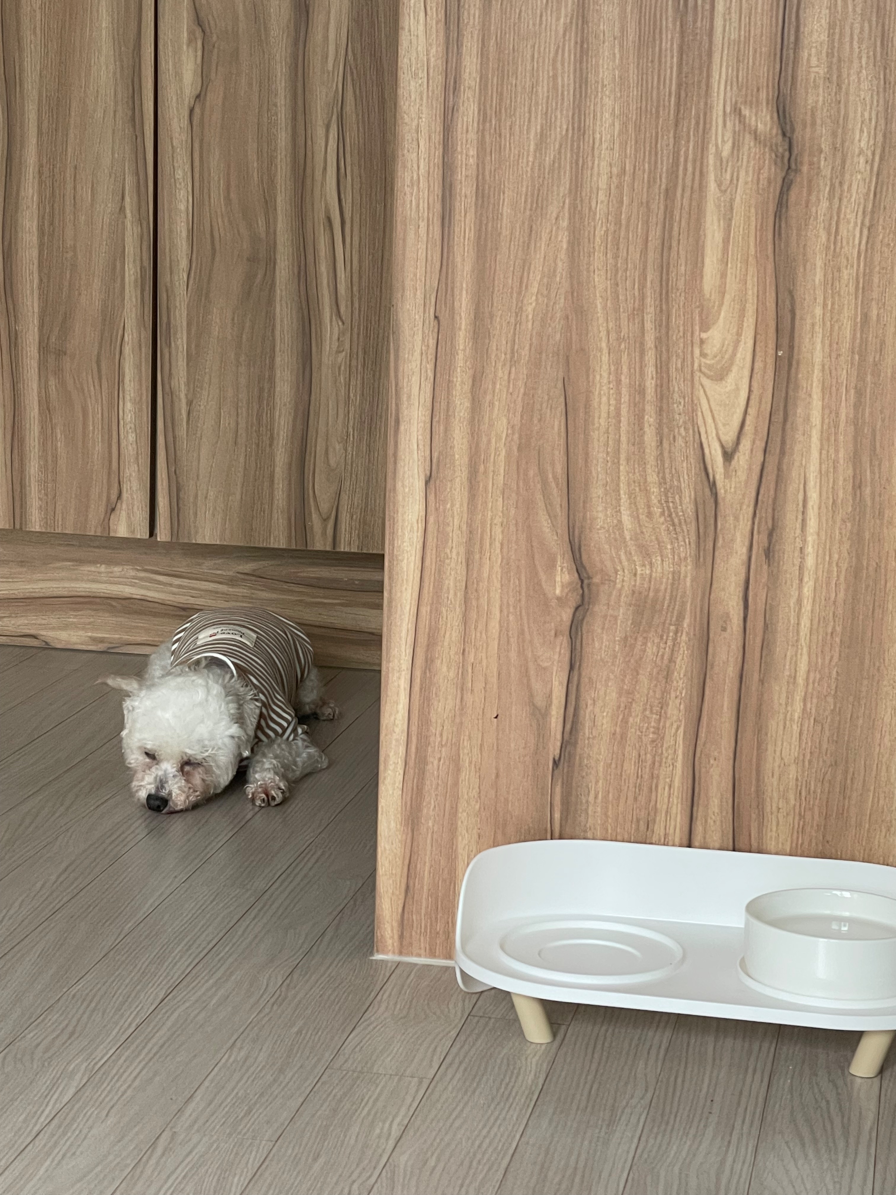 돌체 (구 짱푸) 임시보호 한달 / 입양 첫날 소식이에요~