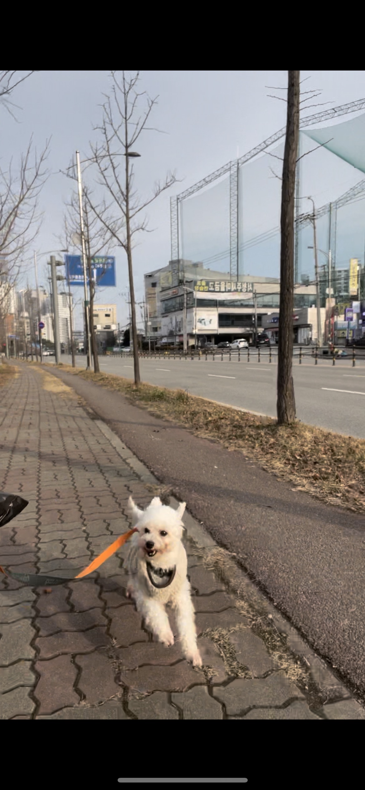 돌체 (구 짱푸) 임시보호 한달 / 입양 첫날 소식이에요~
