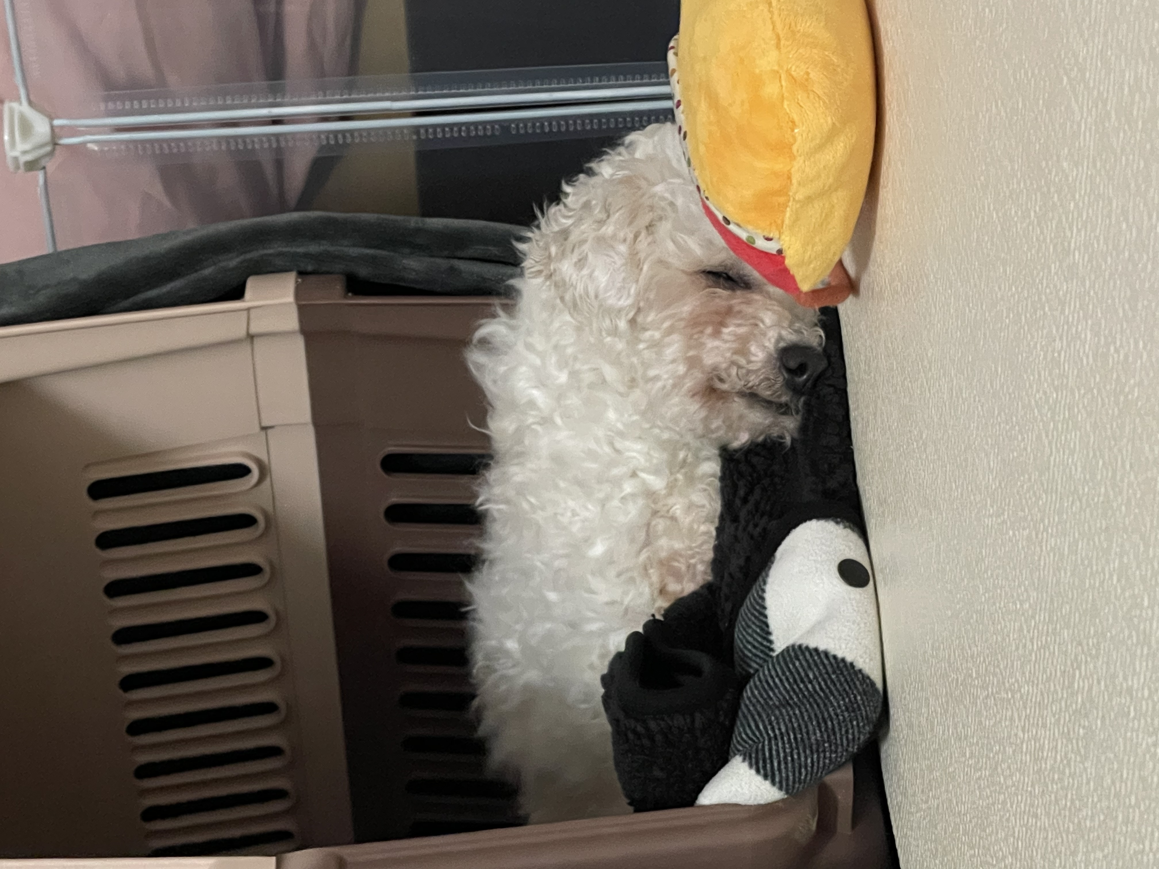 돌체 (구 짱푸) 임시보호 한달 / 입양 첫날 소식이에요~