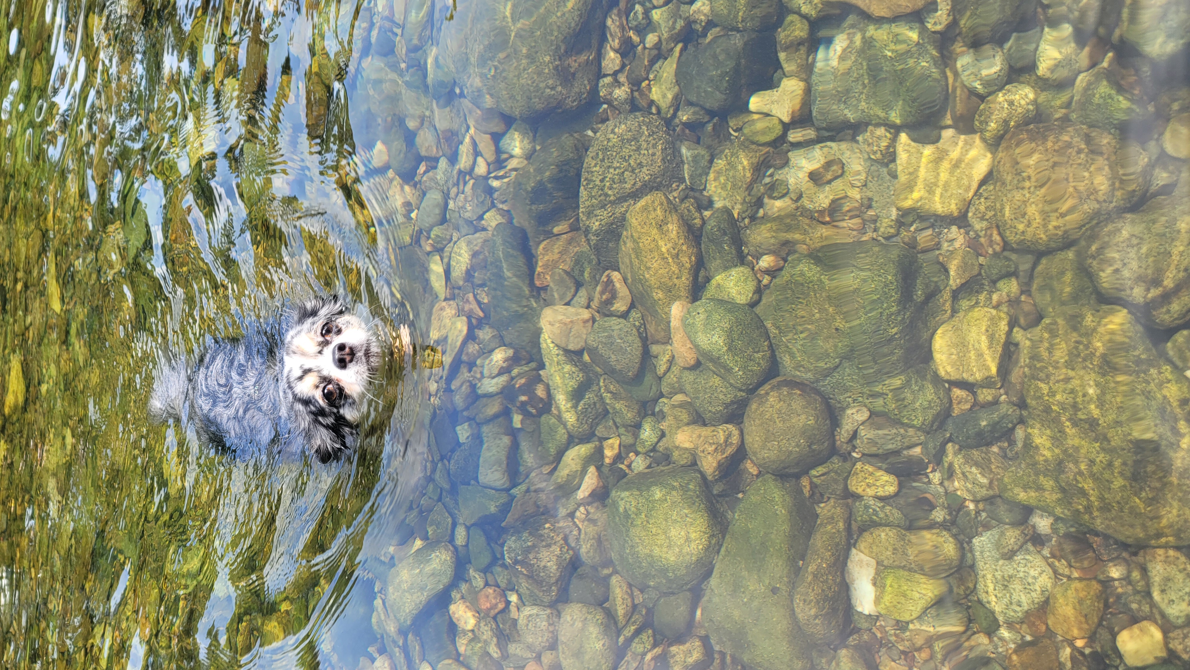 🎉쁘띠 5살 생일을 축하해주세요🎉(평택치와와)