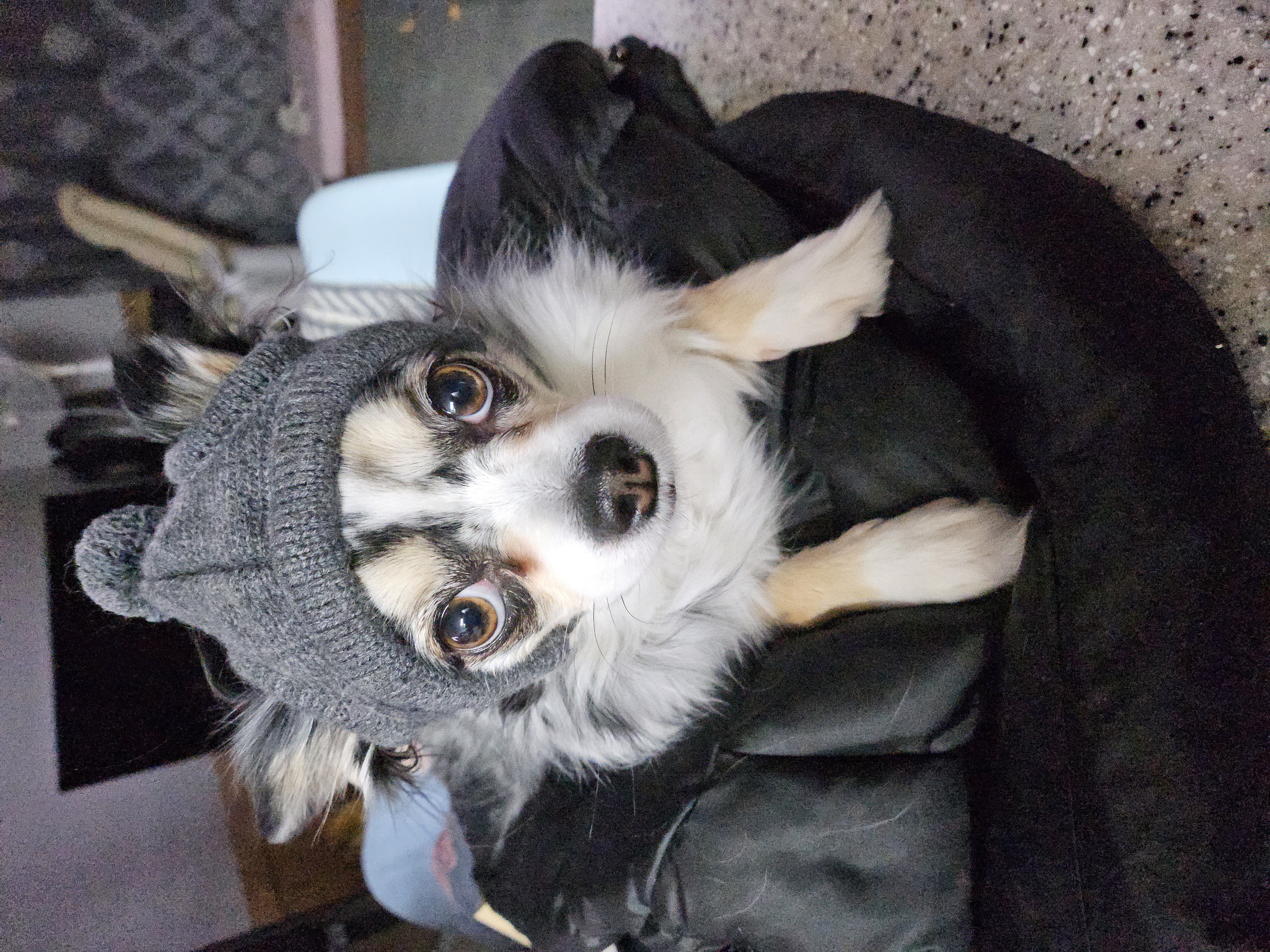 🎉쁘띠 5살 생일을 축하해주세요🎉(평택치와와)