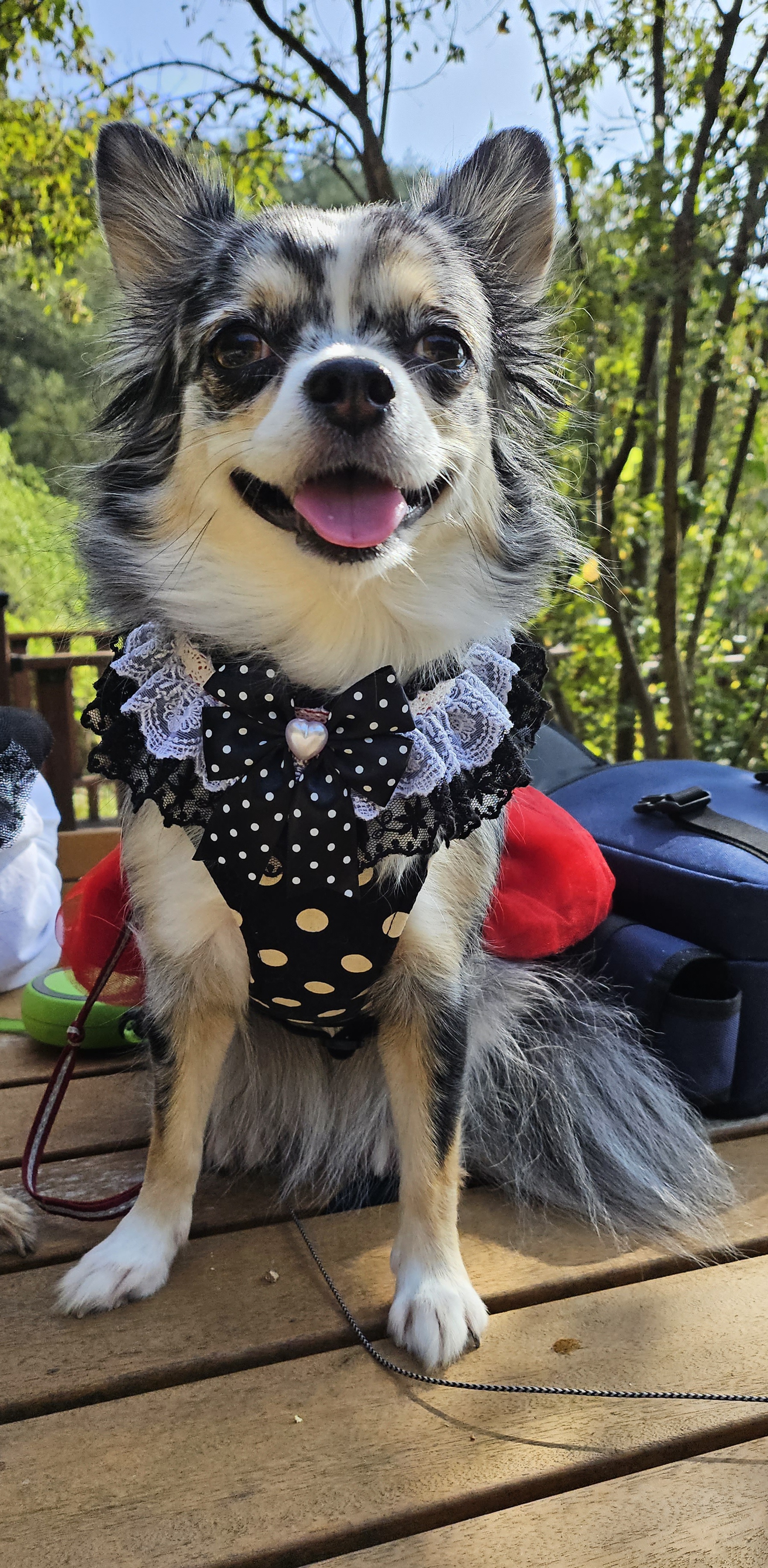 🎉쁘띠 5살 생일을 축하해주세요🎉(평택치와와)