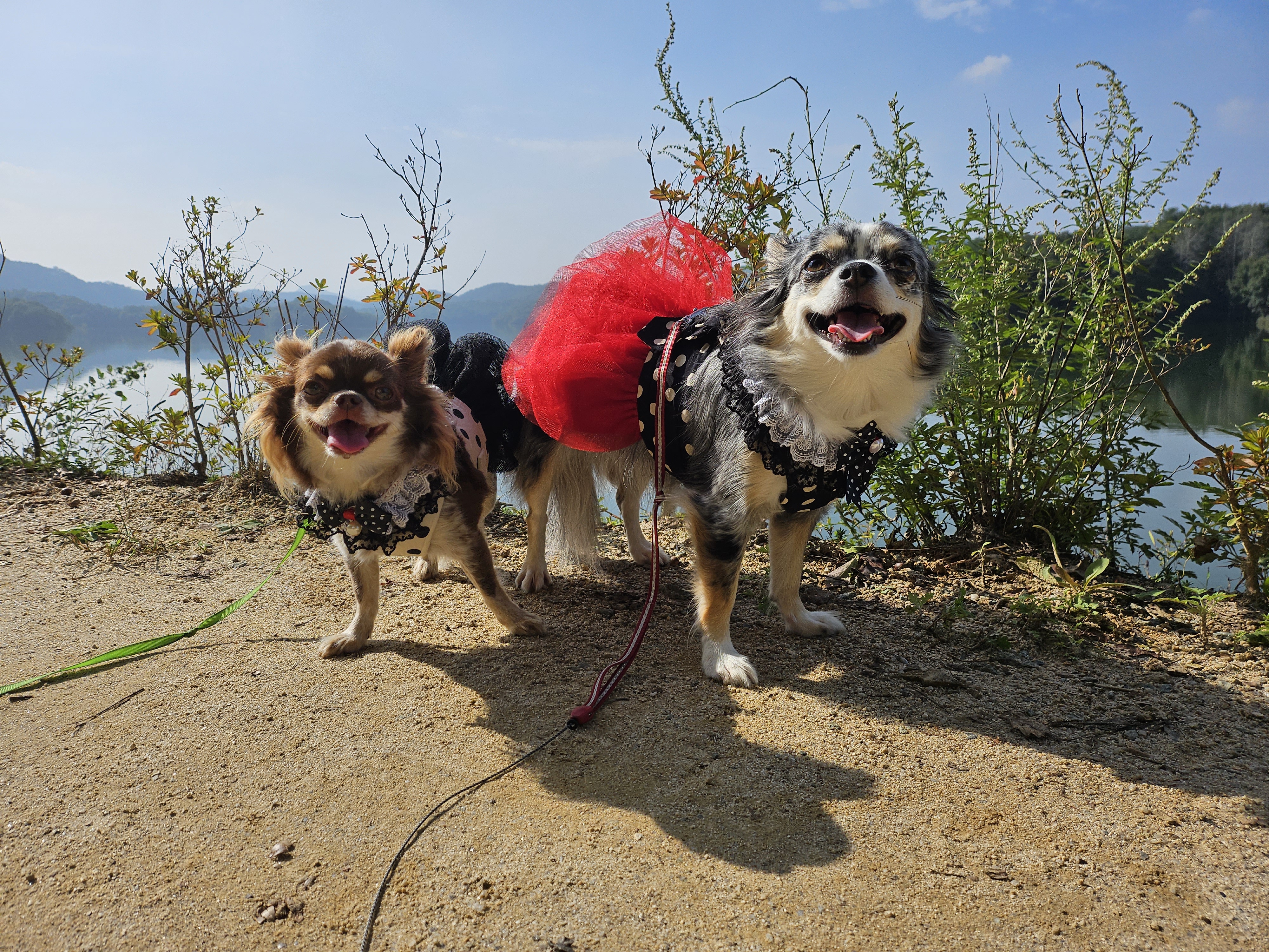 🎉쁘띠 5살 생일을 축하해주세요🎉(평택치와와)