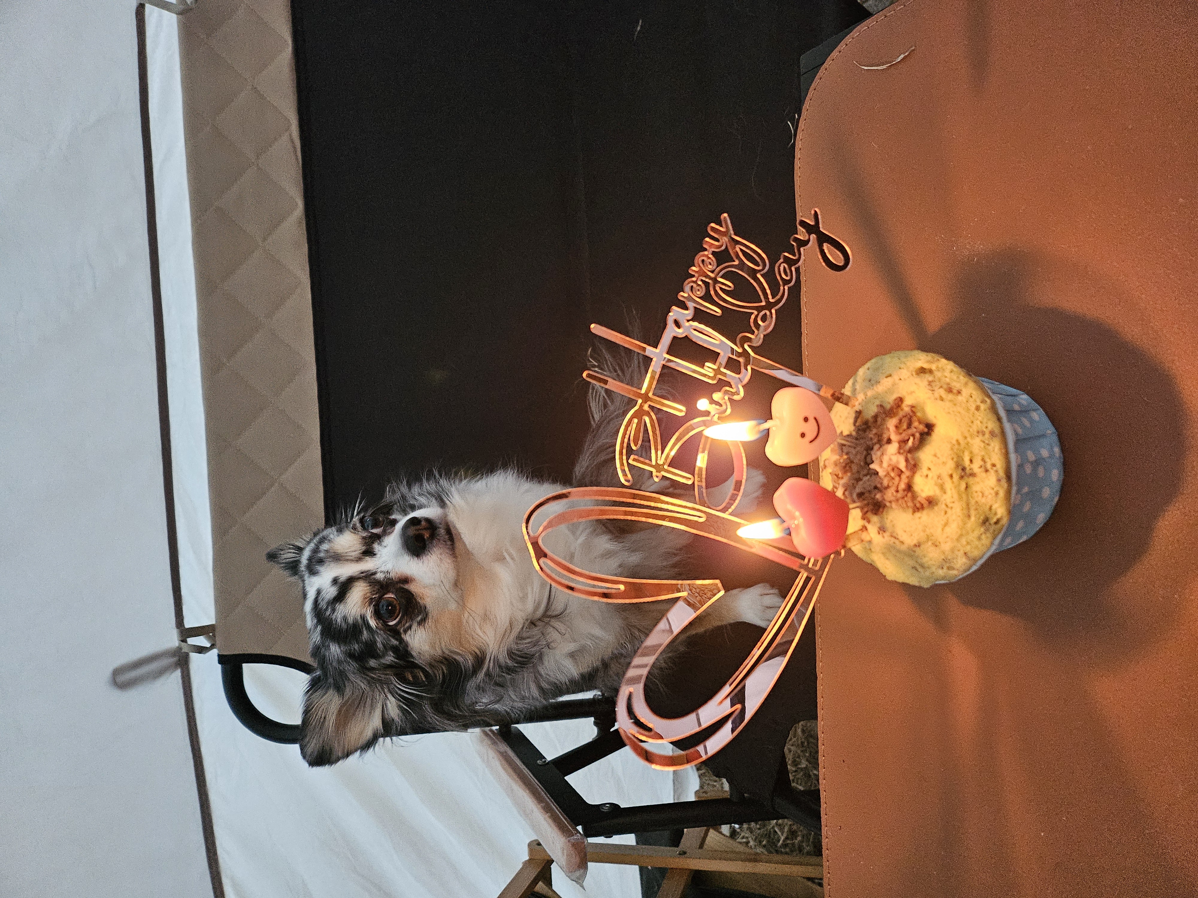 🎉쁘띠 5살 생일을 축하해주세요🎉(평택치와와)