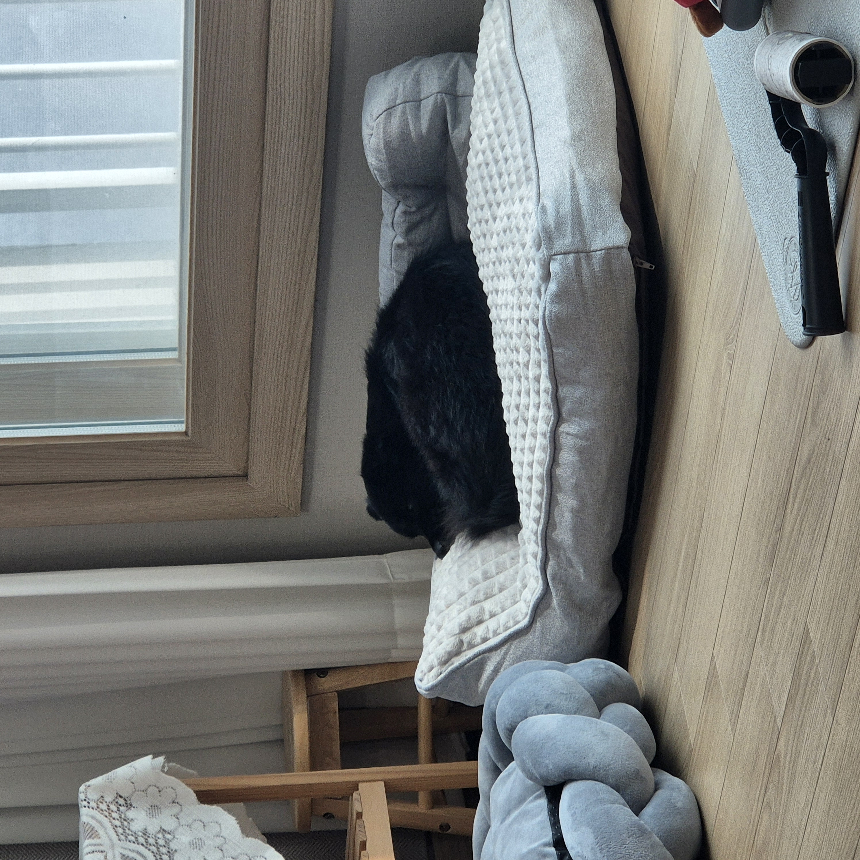 나오미 입양 일주일 후기