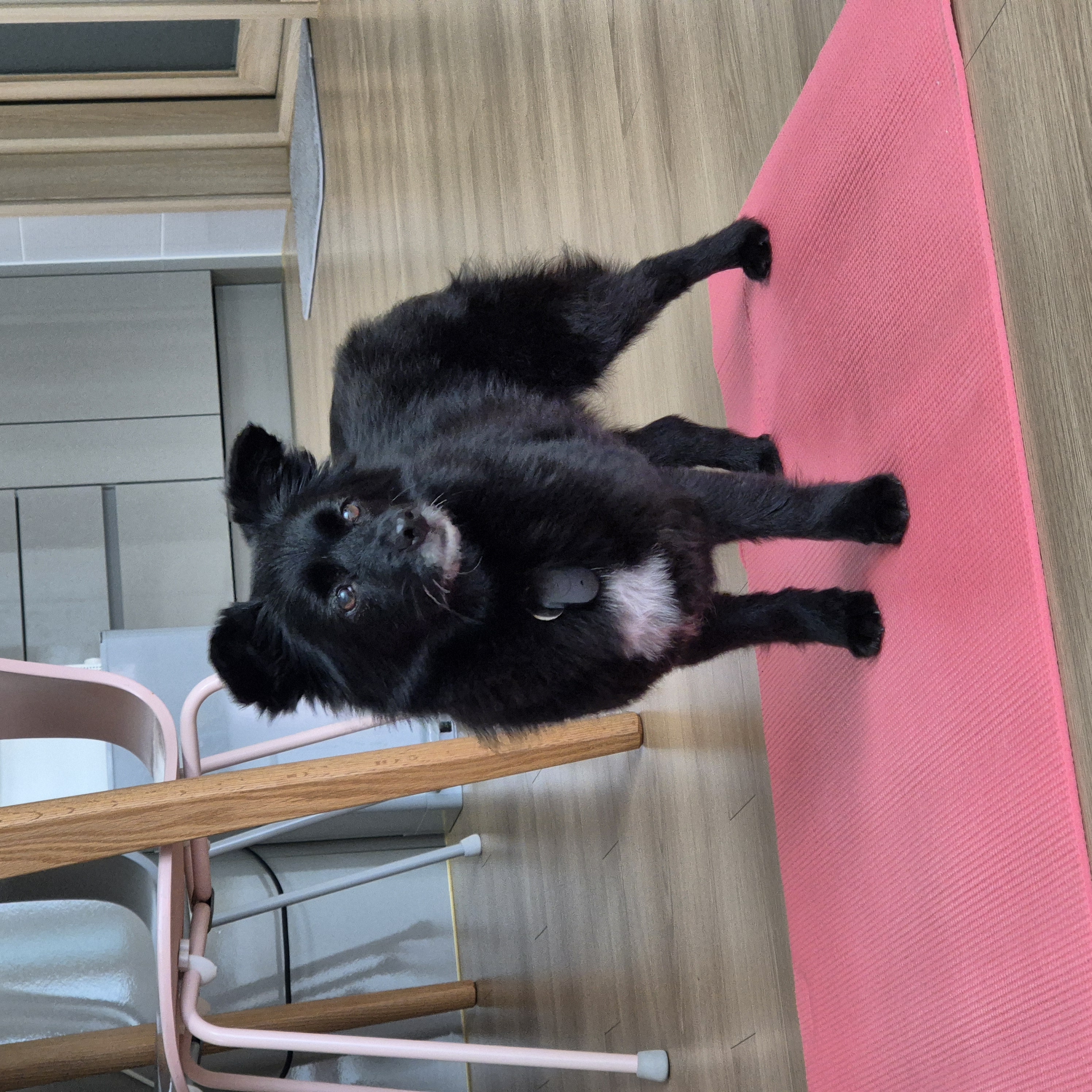 나오미 입양 일주일 후기