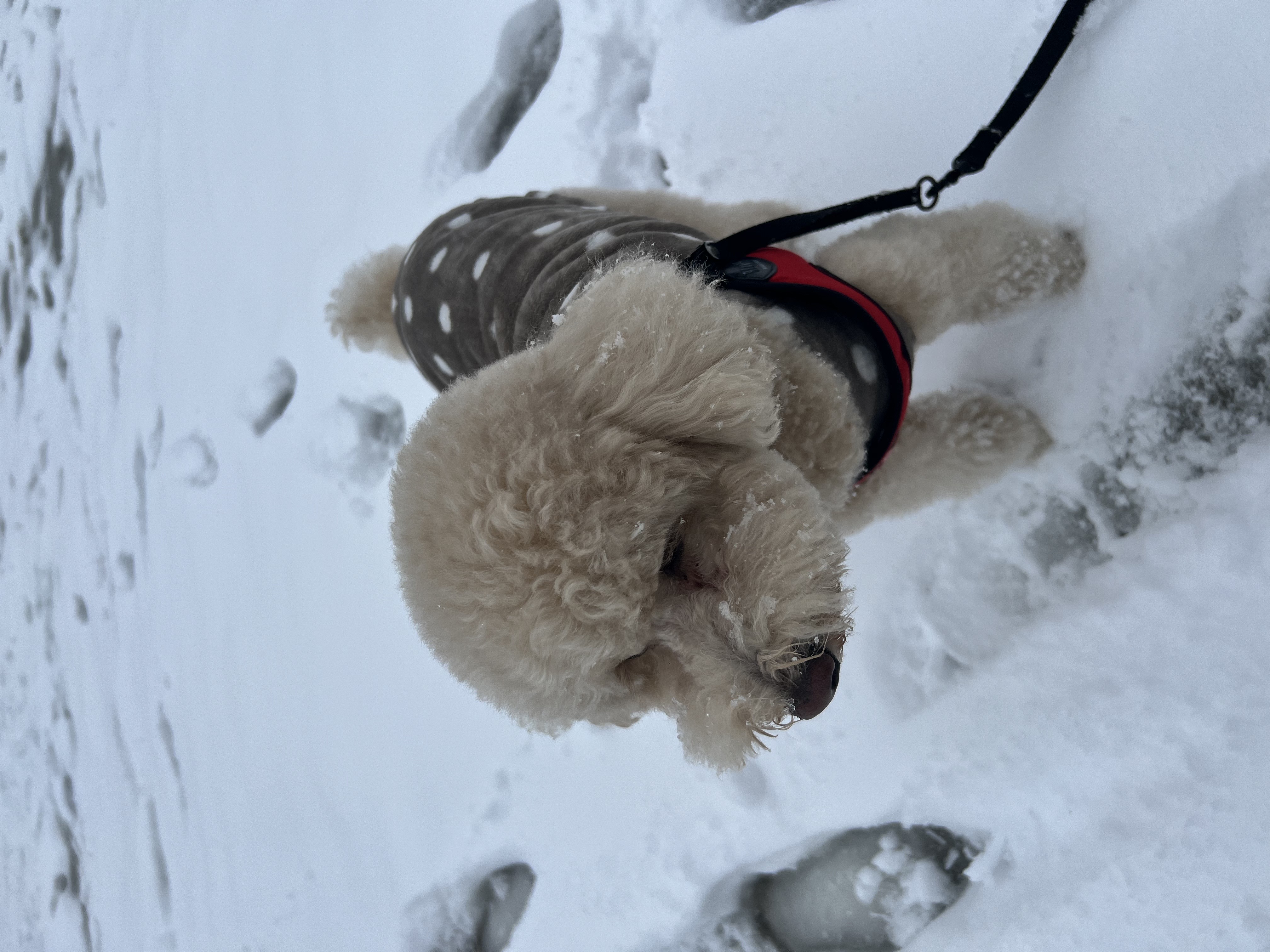도담이(푸삼) 3년차 이야기