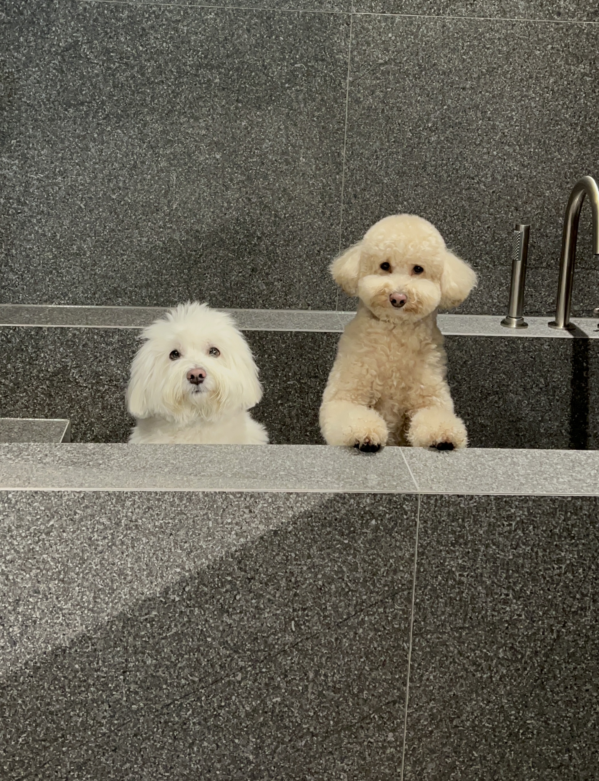 도담이(푸삼) 3년차 이야기